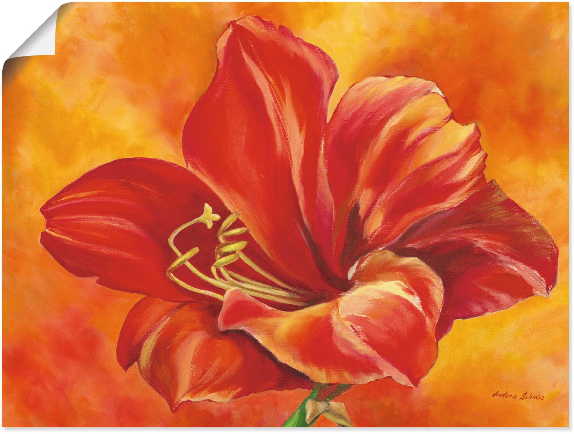 Artland Wandbild »Amaryllis«, Blumen, (1 St.) von Artland