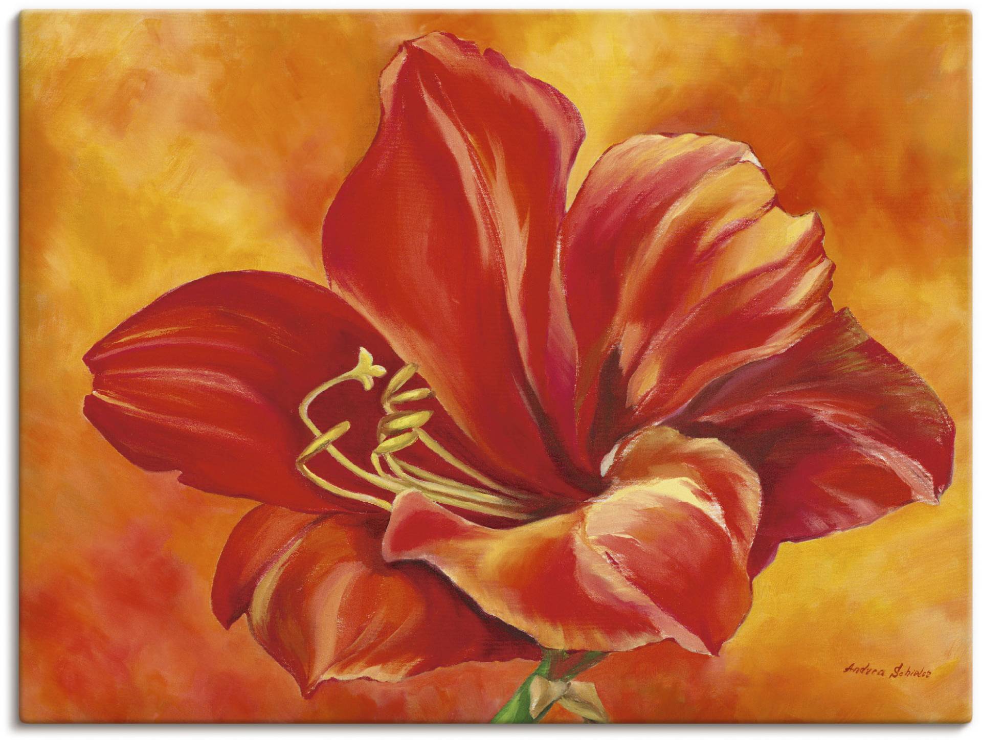 Artland Wandbild »Amaryllis«, Blumen, (1 St.), als Leinwandbild, Poster in verschied. Grössen Artland Wandbild »Amaryllis«, Blumen, (1 St.), als Leinwandbild, Poster in verschied. Grössen von Artland