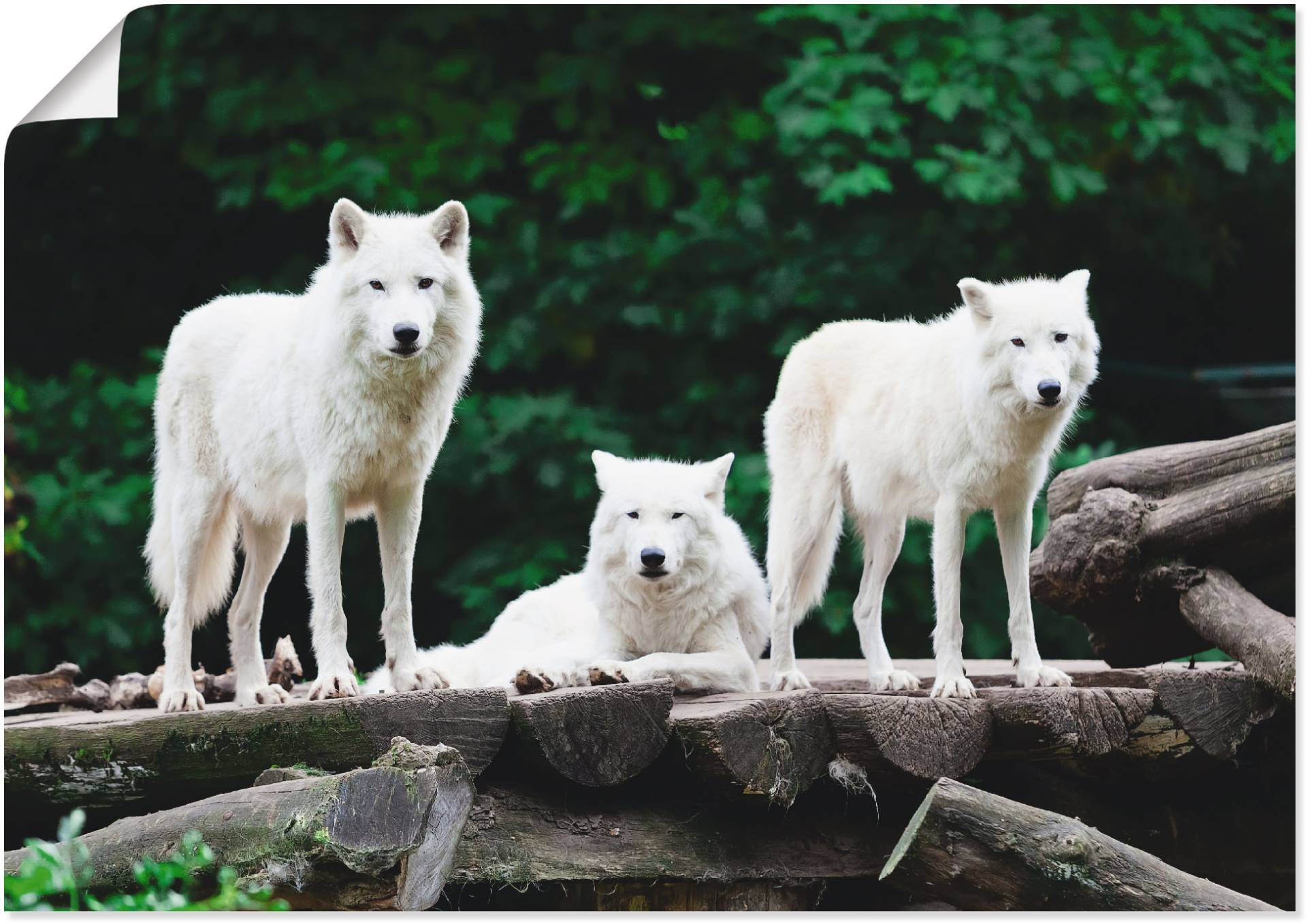 Artland Wandbild »Arktische Wölfe«, Wildtiere, (1 St.) von Artland