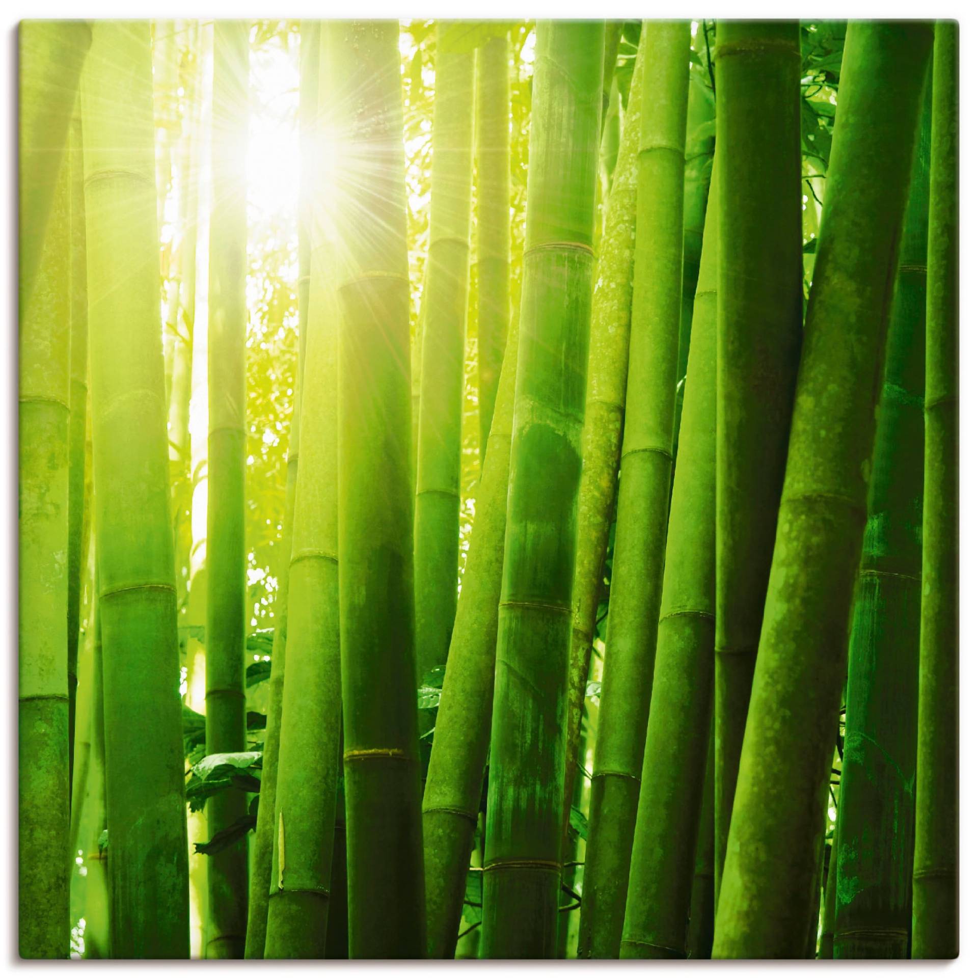 Artland Leinwandbild »Asiatischer Bambuswald im Morgenlicht«, Gräser, (1 St.) von Artland