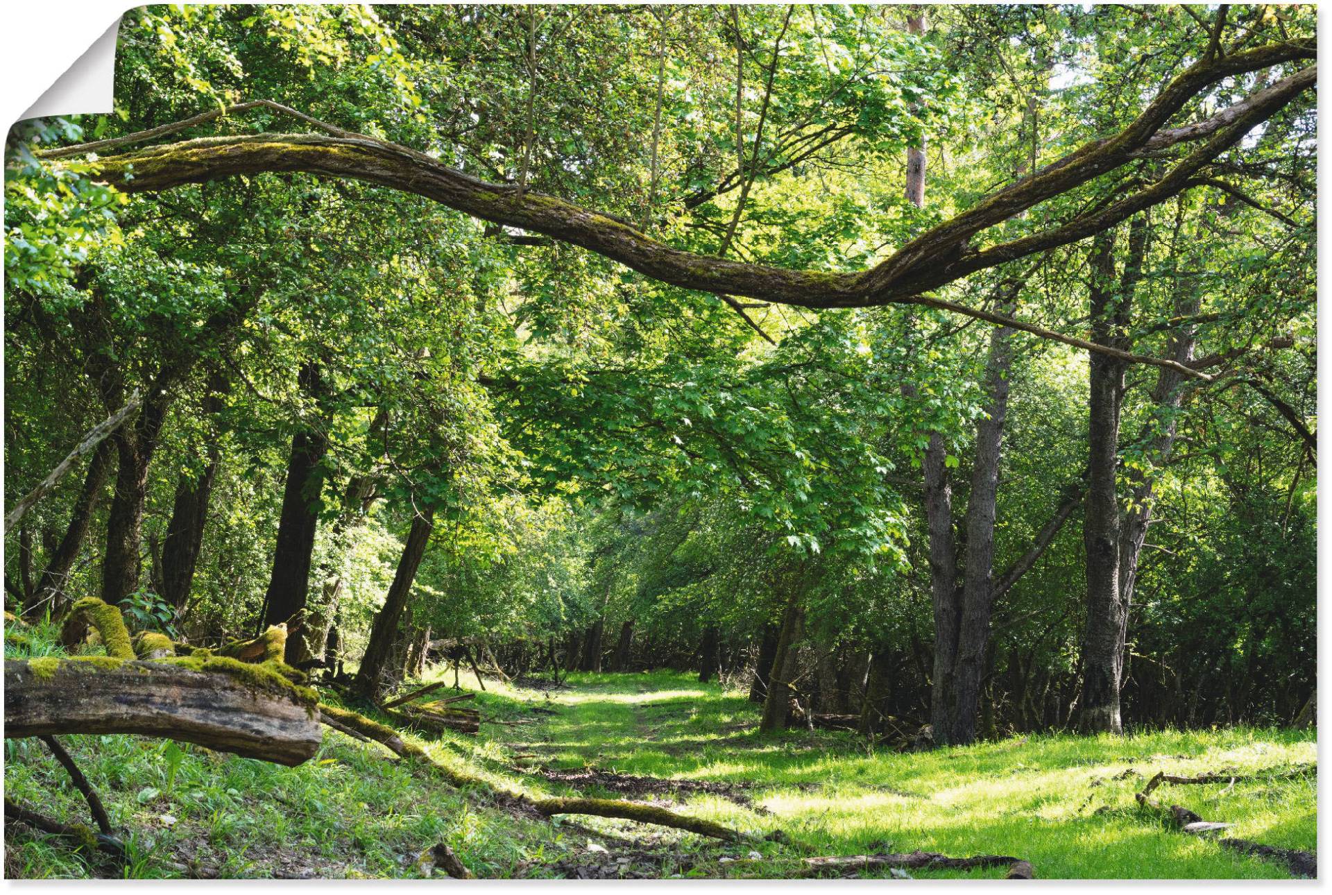 Artland Wandbild »Auf grünem Weg durch den grünen Wald«, Wald, (1 St.) von Artland