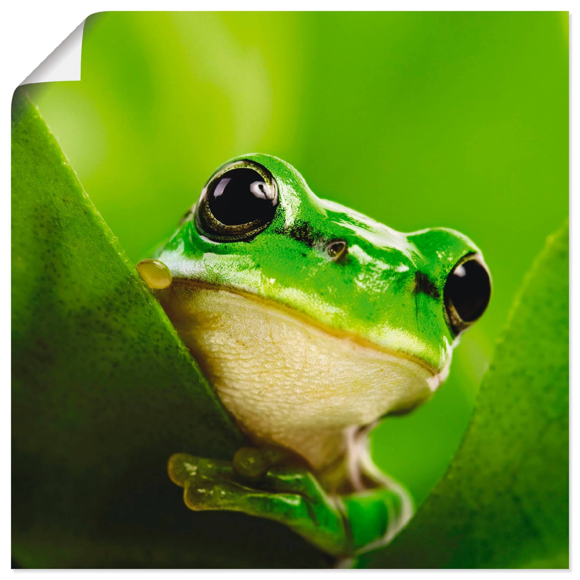 Artland Wandbild »Ausspähender Frosch«, Wassertiere, (1 St.), als Leinwandbild, Poster in verschied. Grössen Artland Wandbild »Ausspähender Frosch«, Wassertiere, (1 St.), als Leinwandbild, Poster in verschied. Grössen von Artland