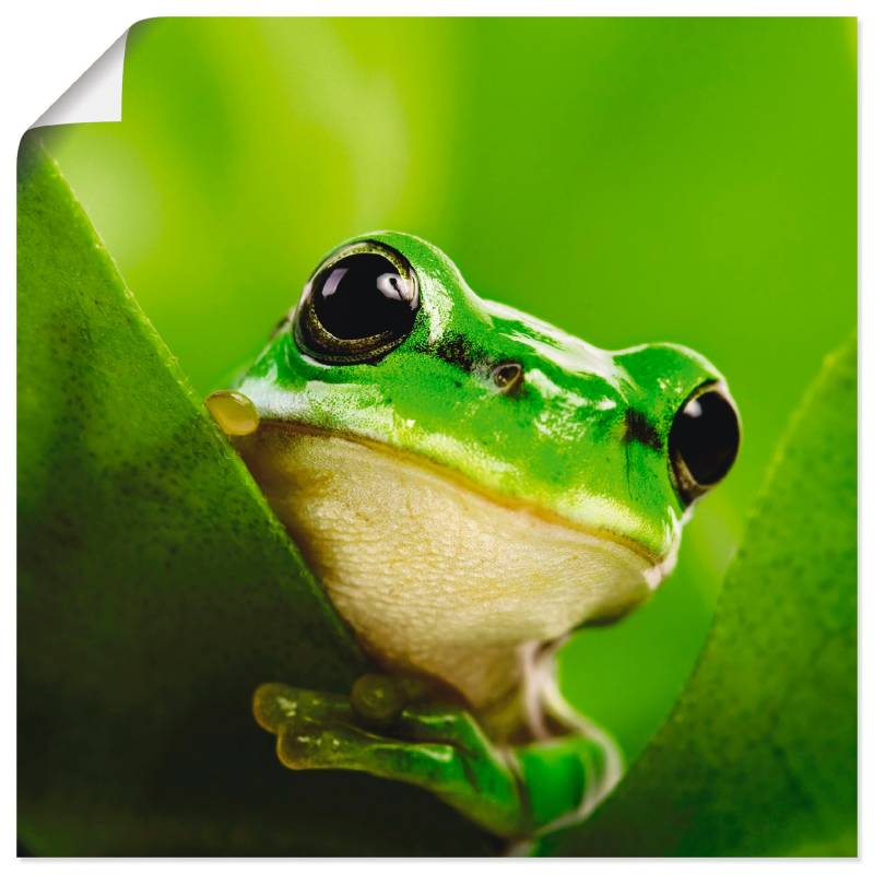 Artland Wandbild »Ausspähender Frosch«, Wassertiere, (1 St.), als Leinwandbild, Poster in verschied. Grössen von Artland