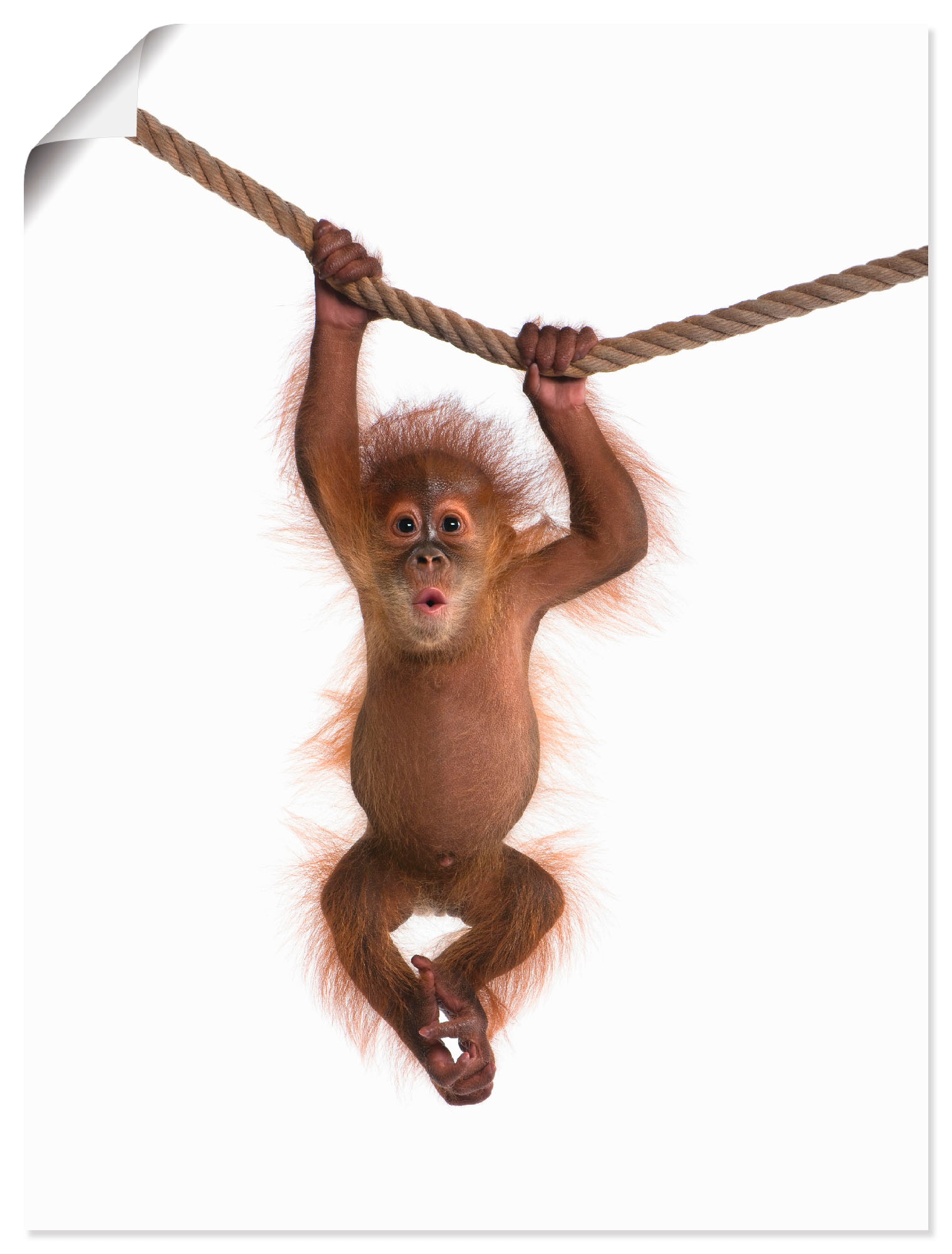 Artland Wandbild »Baby Orang Utan hängt an Seil II«, Wildtiere, (1 St.) von Artland