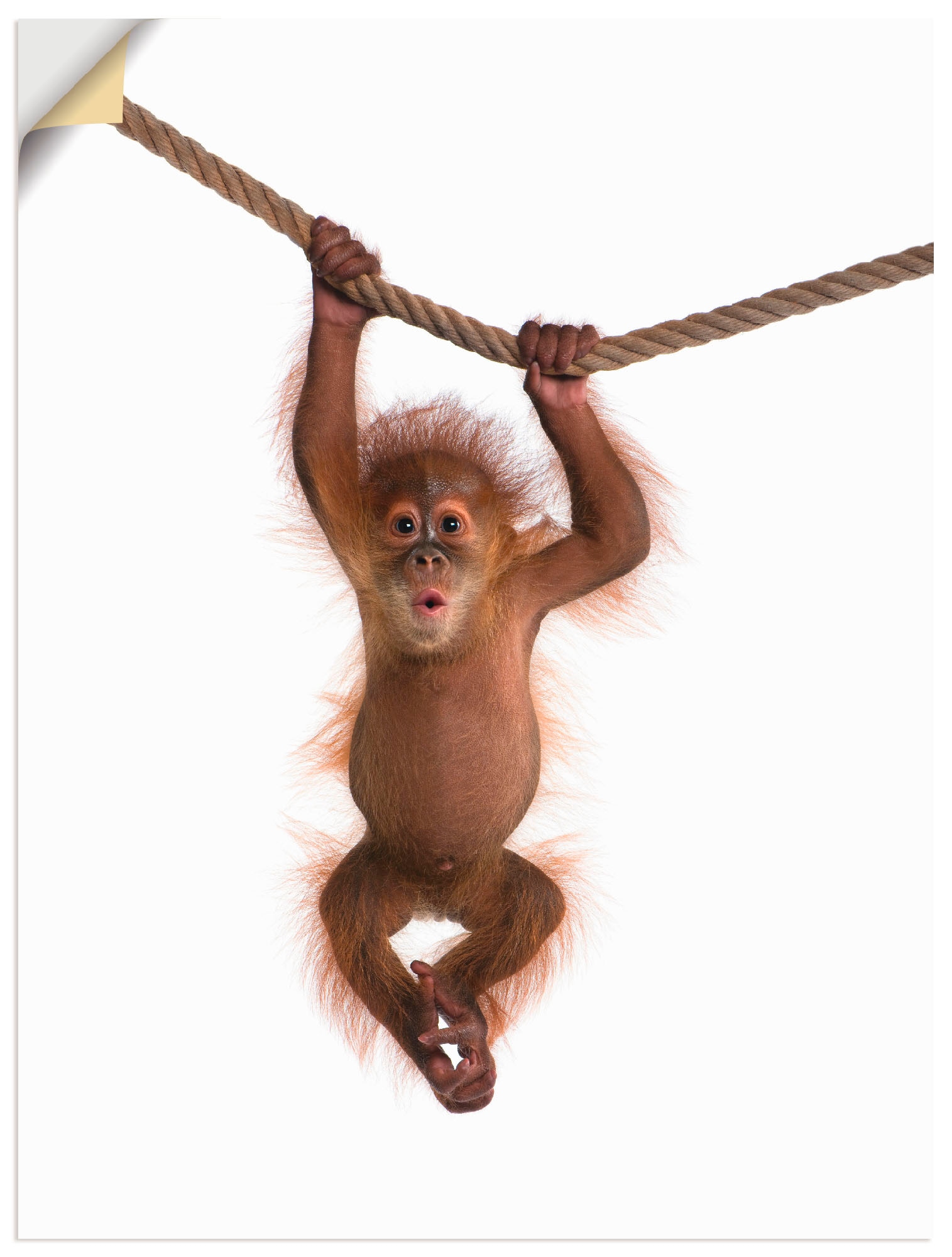 Artland Wandbild »Baby Orang Utan hängt an Seil II«, Wildtiere, (1 St.) von Artland