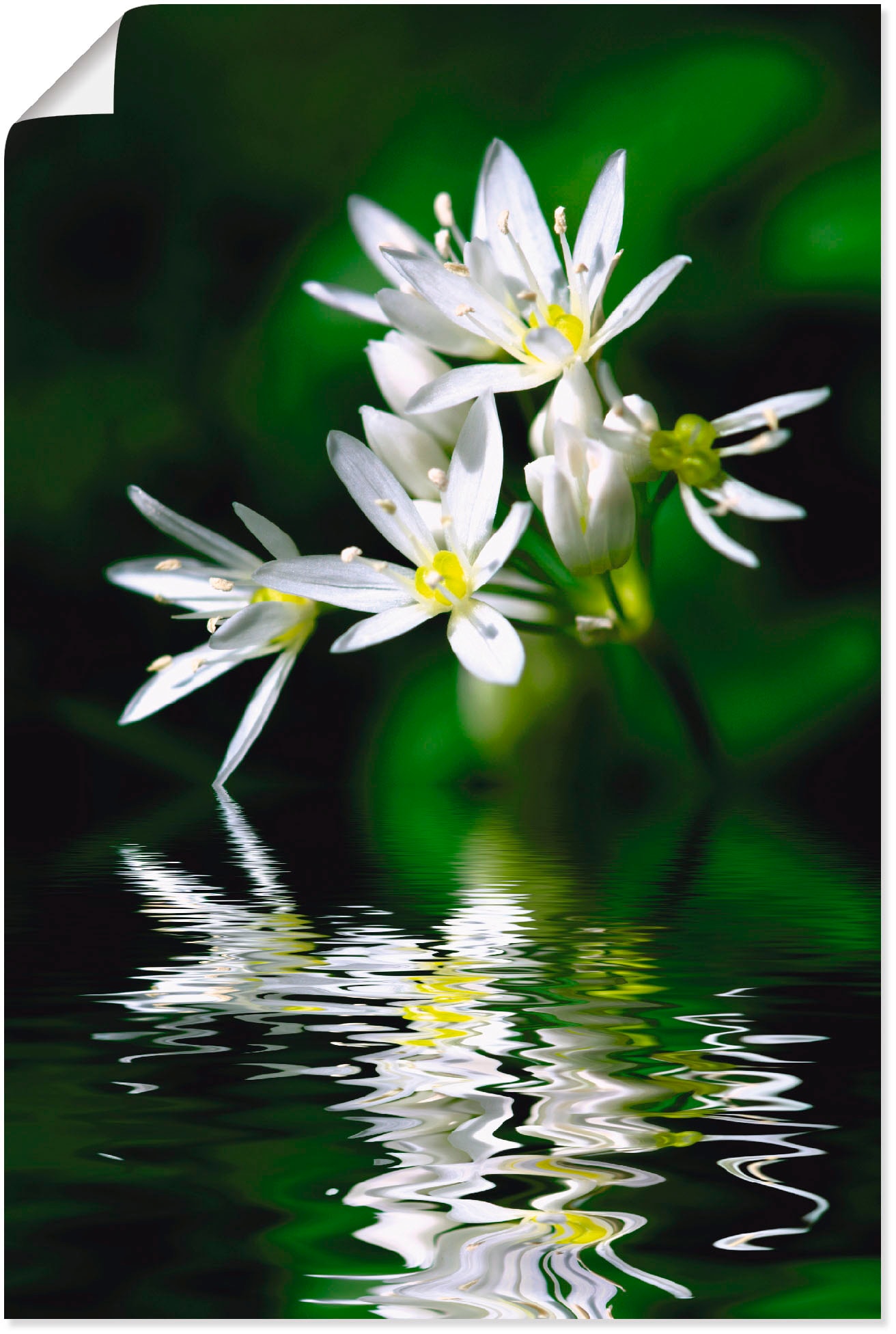 Artland Wandbild »Bärlauchblüten mit Wasserspiegelung«, Lebensmittel, (1 St.), als Leinwandbild, Poster in verschied. Grössen Artland Wandbild »Bärlauchblüten mit Wasserspiegelung«, Lebensmittel, (1 St.), als Leinwandbild, Poster in verschied. Grössen von Artland