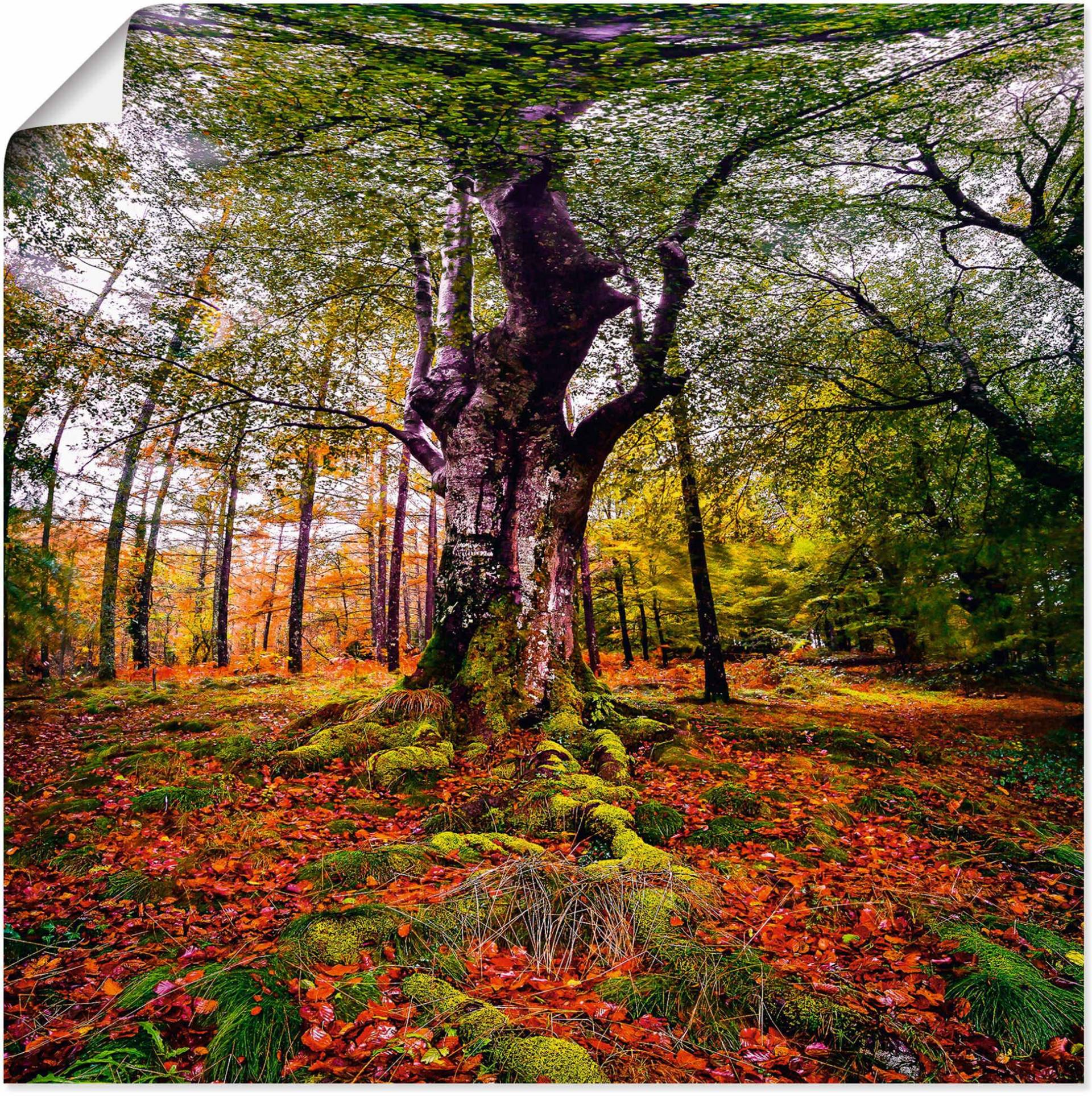 Artland Wandbild »Baum im Wald«, Baumbilder, (1 St.), als Leinwandbild, Poster in verschied. Grössen von Artland