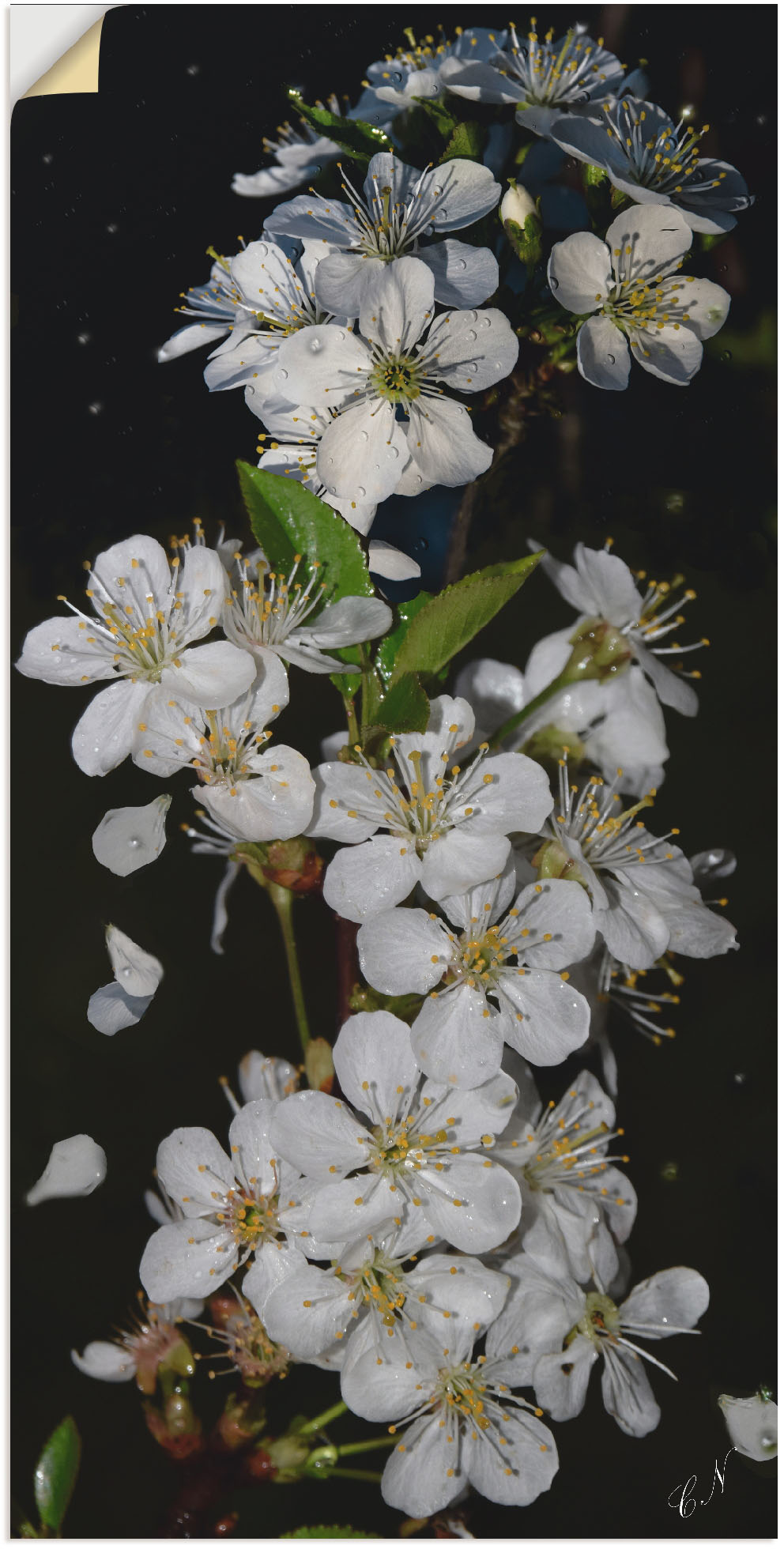 Artland Wandbild »Baumblüte«, Blumen, (1 St.) von Artland