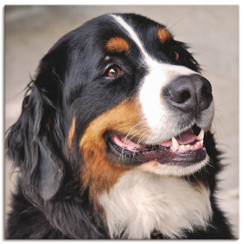 Artland Wandbild »Berner Sennenhund«, Haustiere, (1 St.), als Poster, Wandaufkleber in verschied. Grössen von Artland