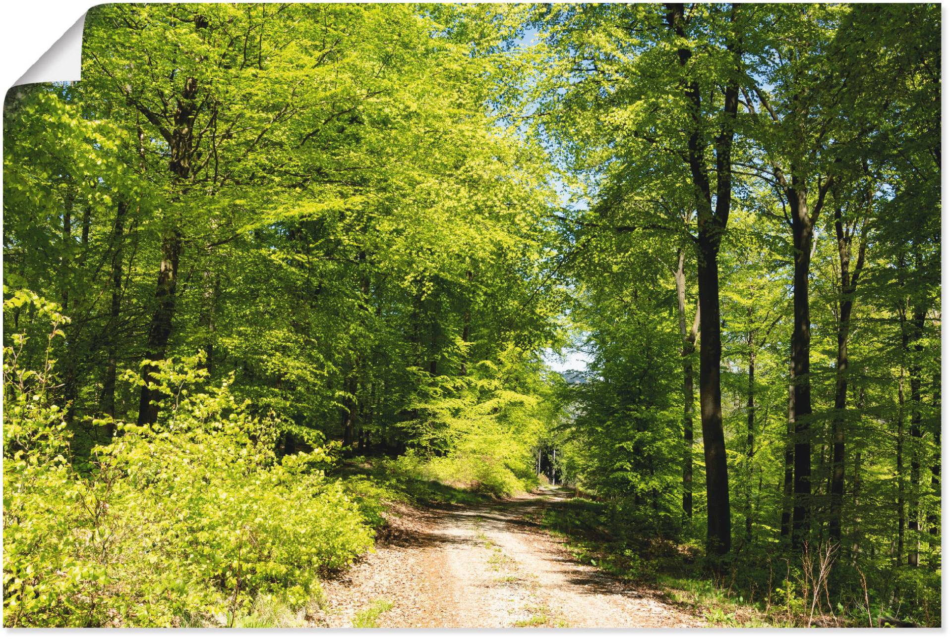 Artland Wandbild »Blauer Himmel über dem Wald im Mai«, Wald, (1 St.) von Artland