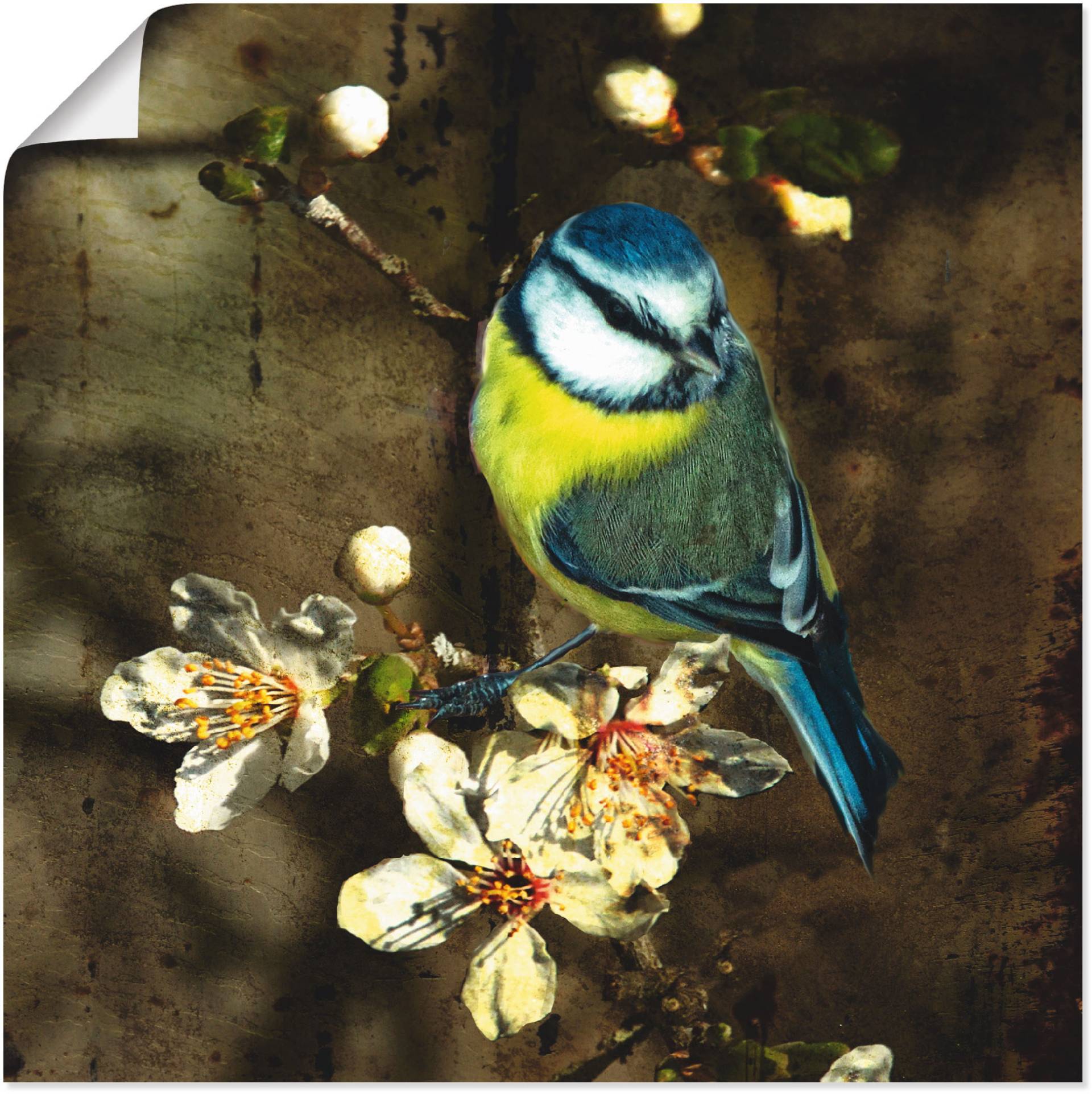 Artland Wandbild »Blaumeise auf Kirschzweig«, Vögel, (1 St.) von Artland