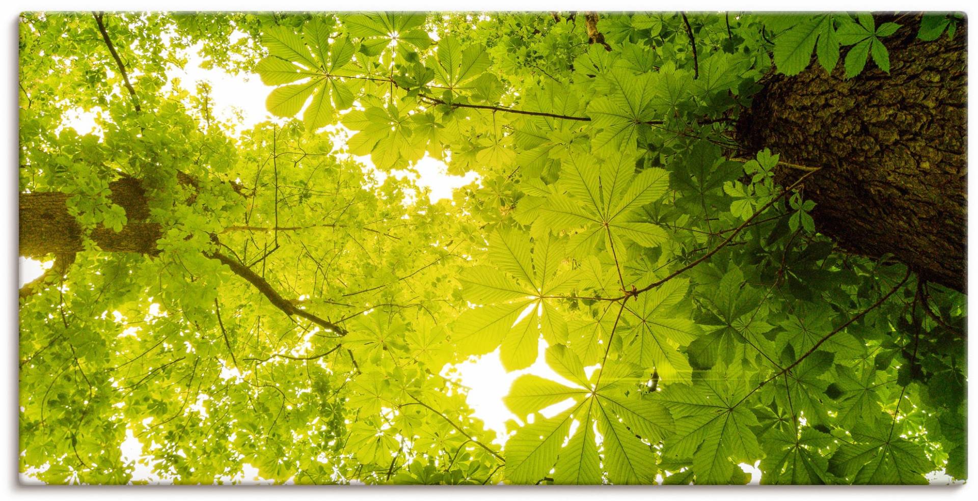 Artland Wandbild »Blick nach Oben im Wald, grüne Bäume«, Blätterbilder, (1 St.) von Artland