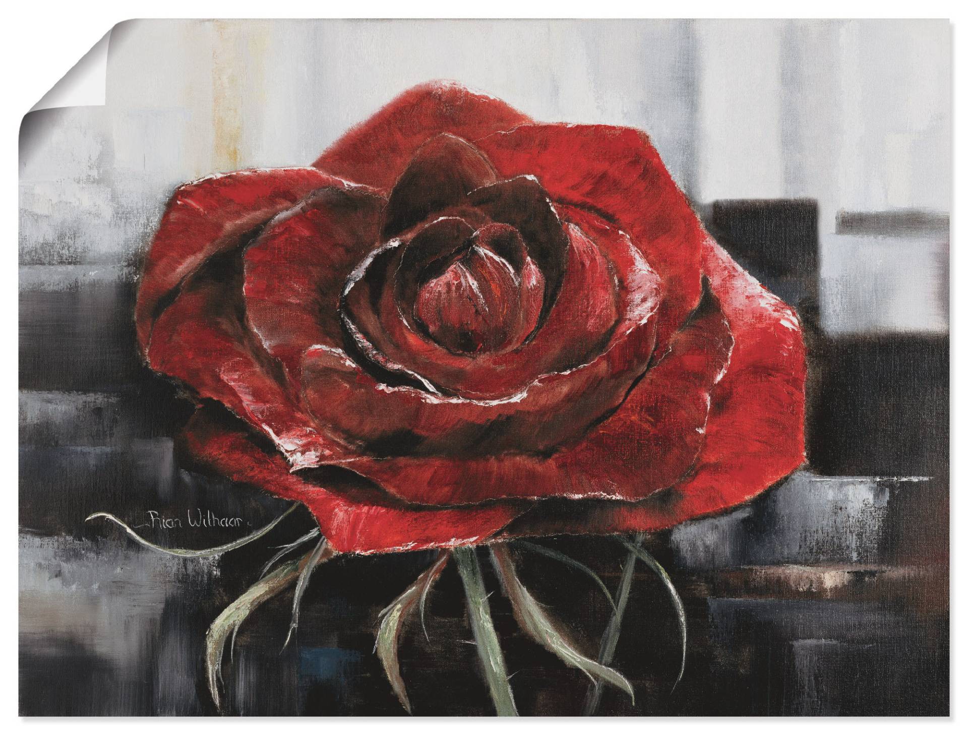 Artland Wandbild »Blühende rote Rose«, Blumen, (1 St.), als Leinwandbild, Poster, Wandaufkleber in verschied. Grössen von Artland