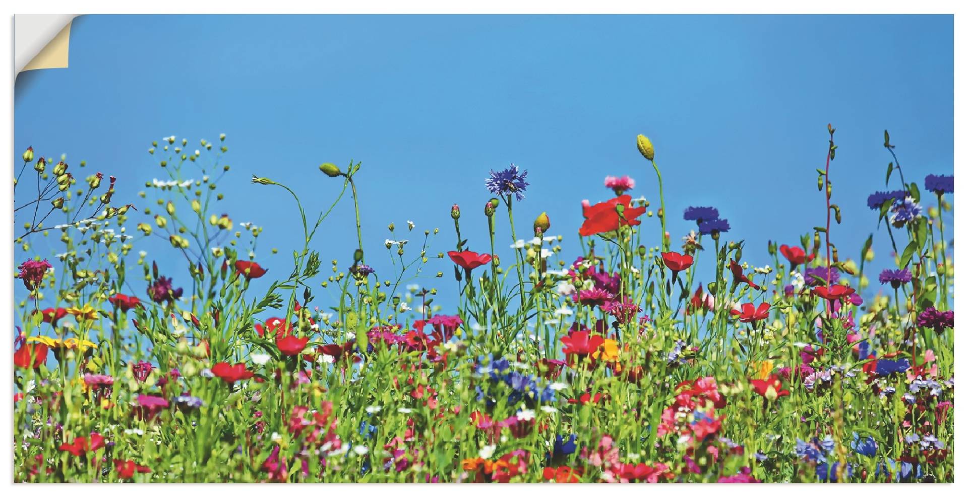 Artland Wandbild »Blumenwiese II«, Blumenwiese, (1 St.), als Leinwandbild, Wandaufkleber in verschied. Grössen Artland Wandbild »Blumenwiese II«, Blumenwiese, (1 St.), als Leinwandbild, Wandaufkleber in verschied. Grössen von Artland