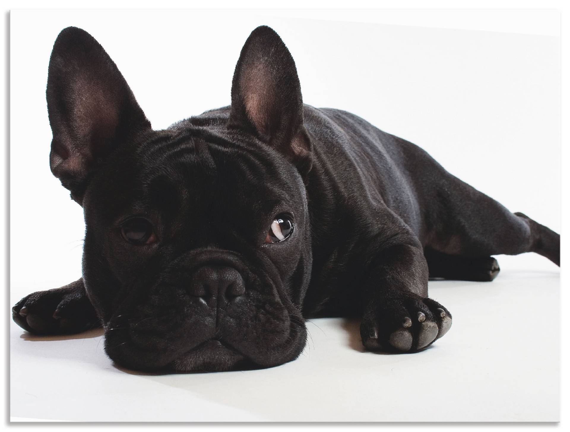 Artland Wandbild »Bulldogge«, Haustiere, (1 St.), als Alubild, Outdoorbild, Leinwandbild, Wandaufkleber, versch. Grössen Artland Wandbild »Bulldogge«, Haustiere, (1 St.), als Alubild, Outdoorbild, Leinwandbild, Wandaufkleber, versch. Grössen von Artland