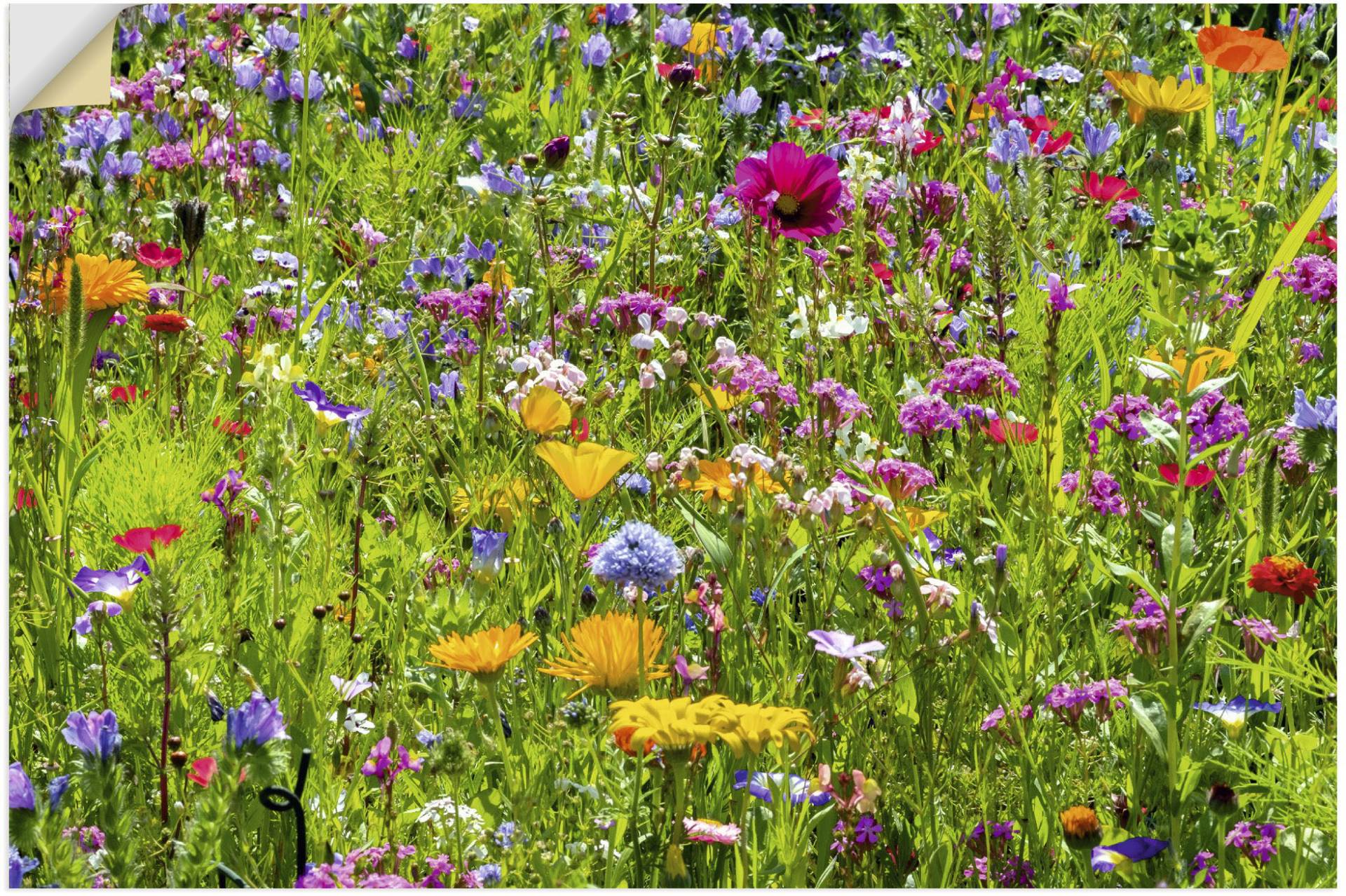 Artland Wandbild »Bunte Blumenwiese«, Blumenwiese, (1 St.), als Alubild, Outdoorbild, Leinwandbild, Poster, Wandaufkleber von Artland