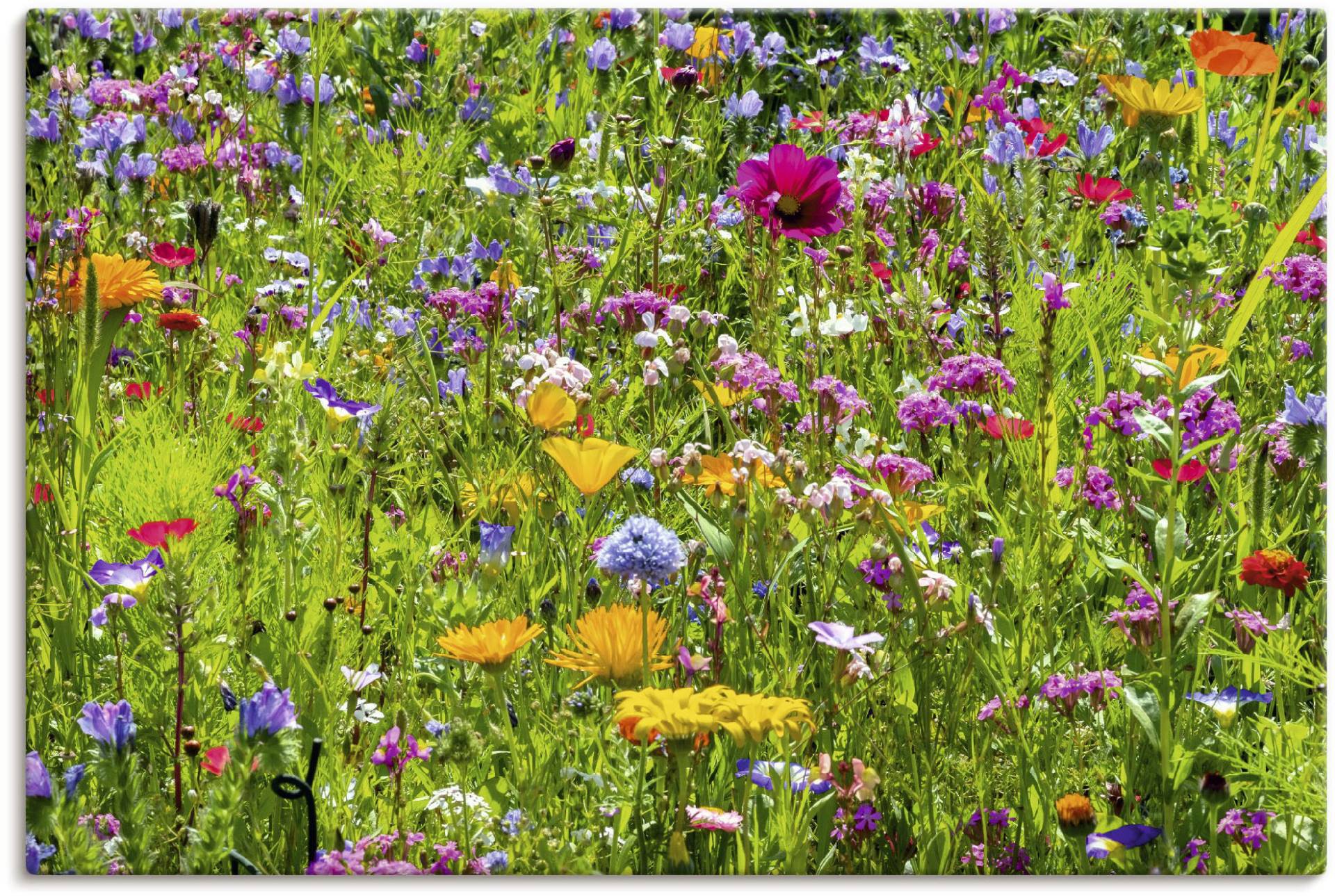 Artland Wandbild »Bunte Blumenwiese«, Blumenwiese, (1 St.), als Alubild, Outdoorbild, Leinwandbild, Poster, Wandaufkleber von Artland