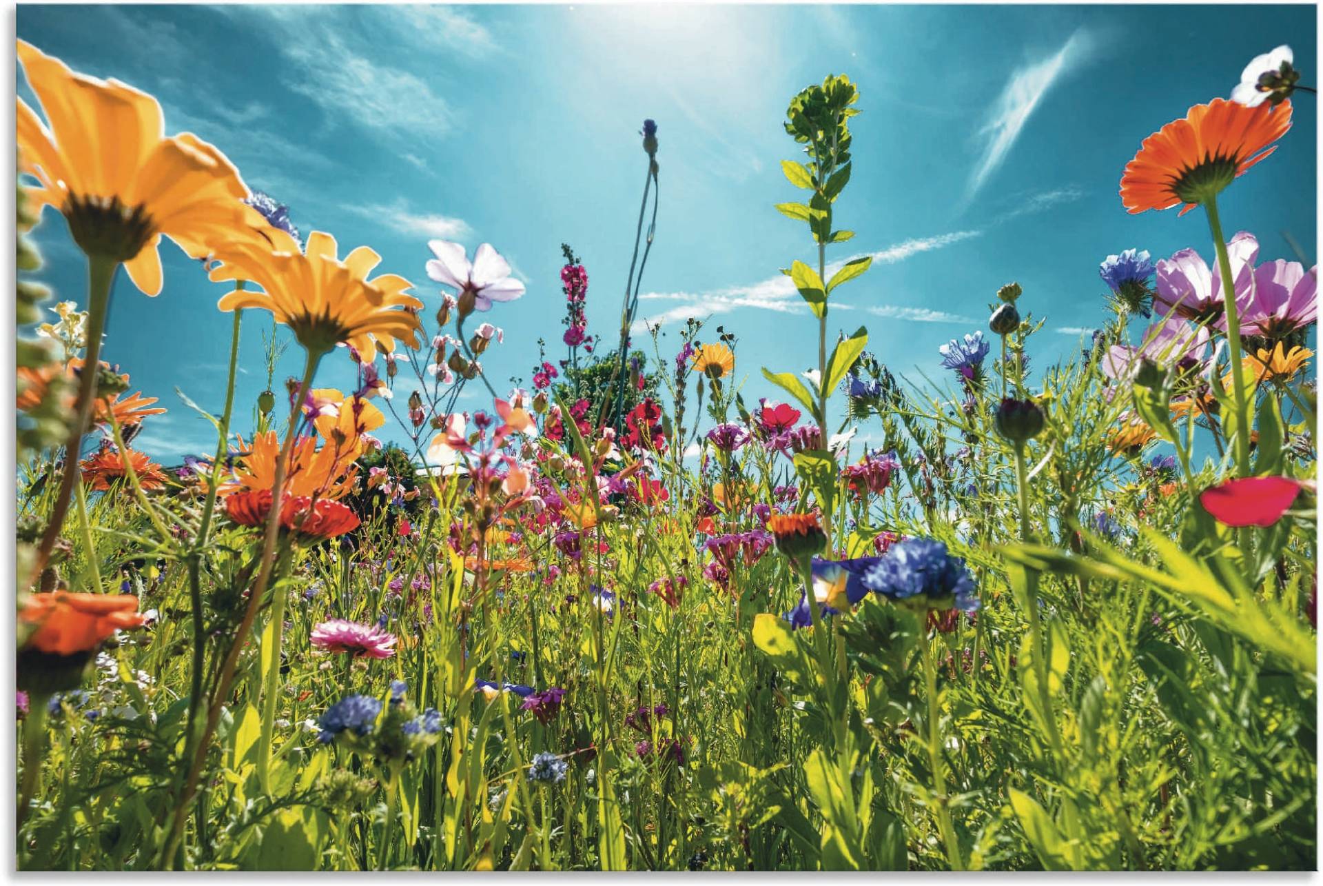 Artland Wandbild »Buntes Blumenfeld«, Blumenwiese, (1 St.) von Artland