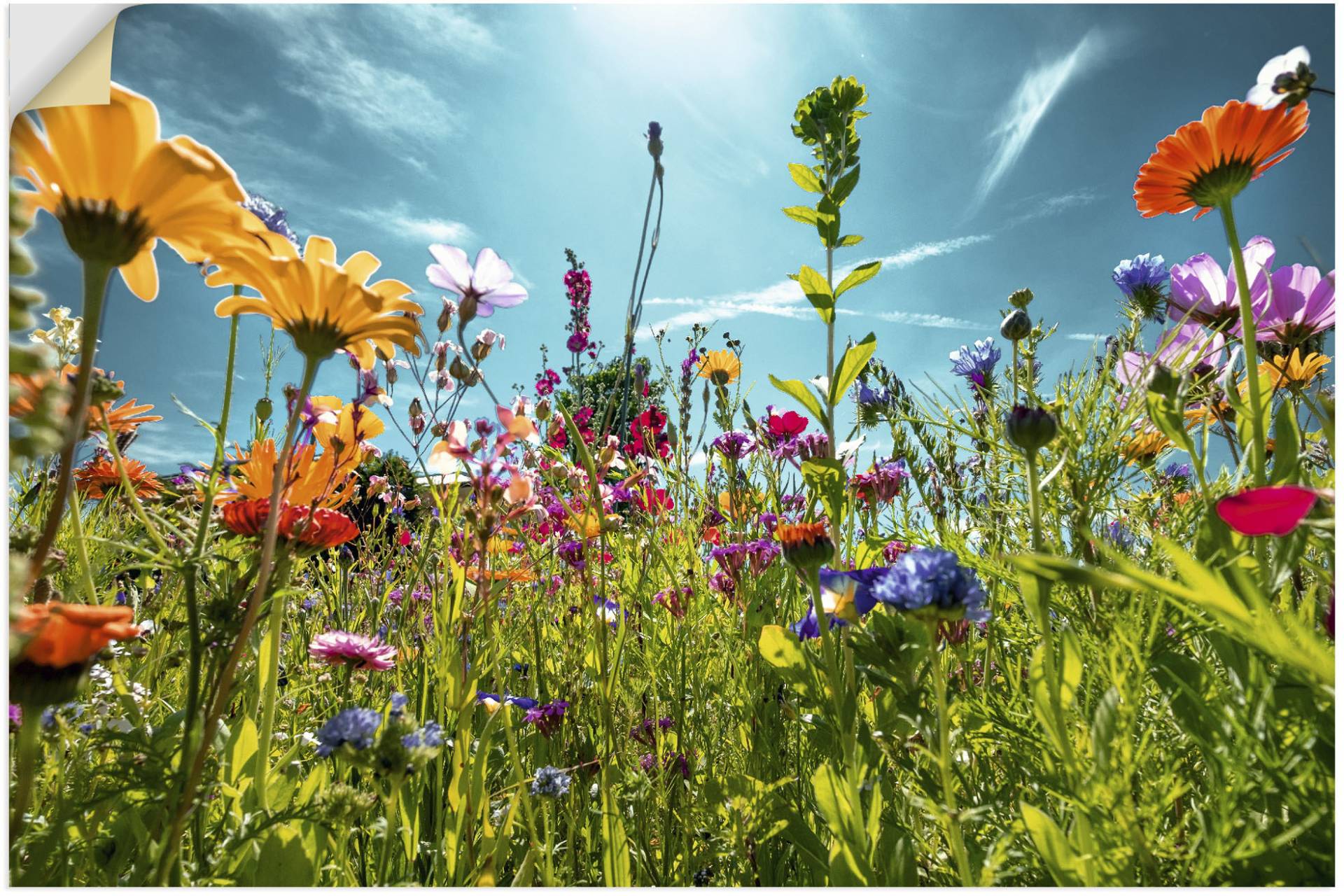 Artland Wandbild »Buntes Blumenfeld«, Blumenwiese, (1 St.) von Artland