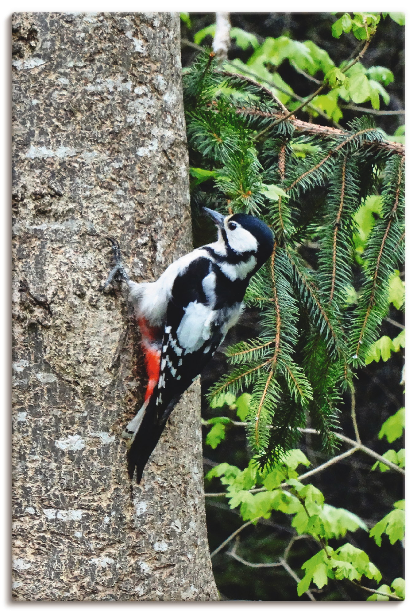 Artland Wandbild »Buntspecht im Wald«, Vögel, (1 St.), als Leinwandbild, Poster in verschied. Grössen Artland Wandbild »Buntspecht im Wald«, Vögel, (1 St.), als Leinwandbild, Poster in verschied. Grössen von Artland