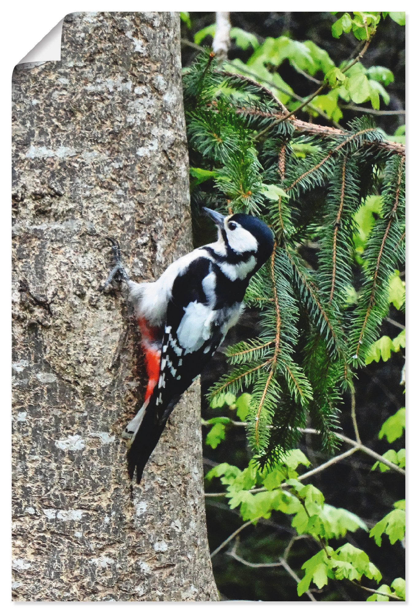 Artland Wandbild »Buntspecht im Wald«, Vögel, (1 St.) von Artland