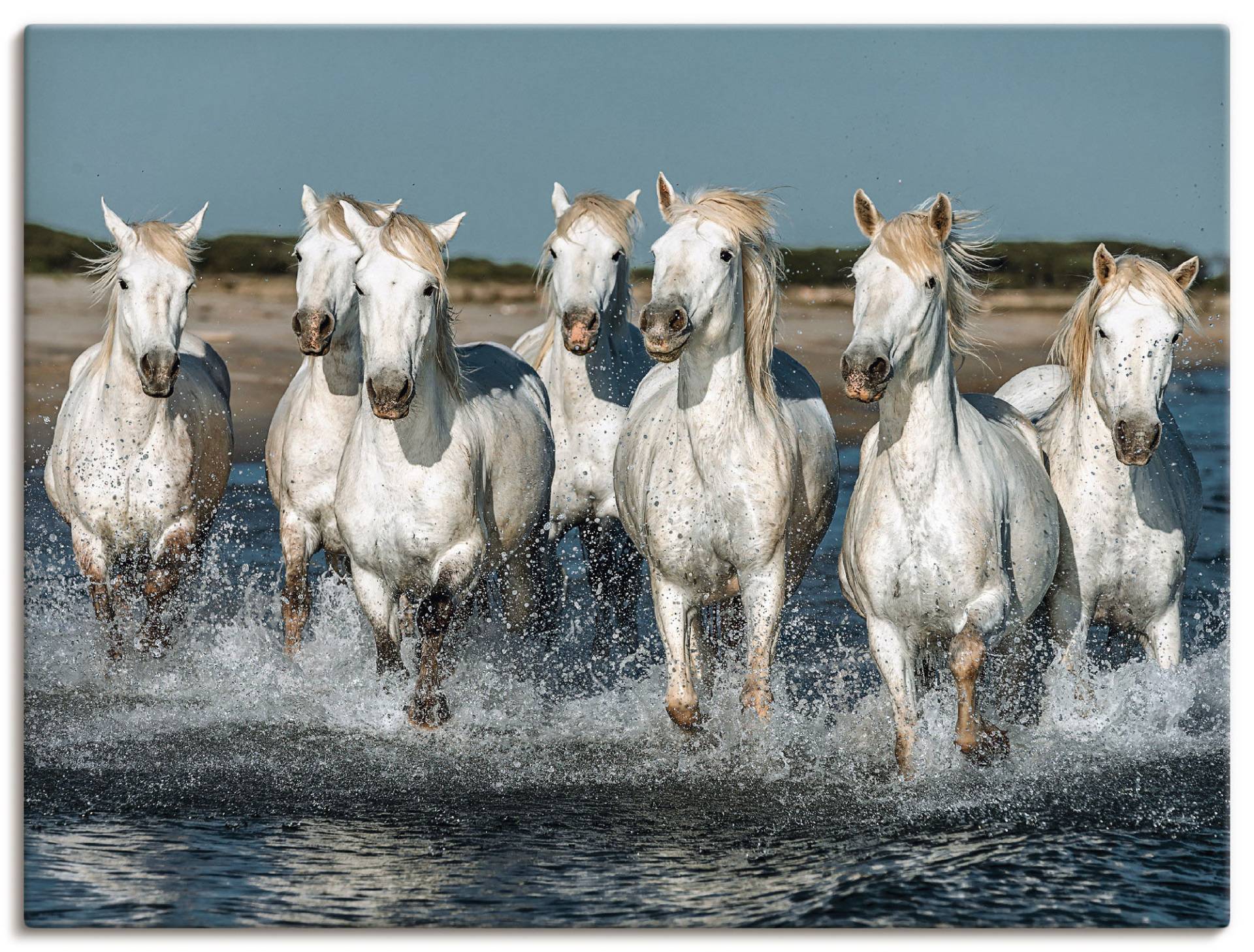 Artland Wandbild »Camargue Pferde galoppieren am Strand«, Haustiere, (1 St.) von Artland