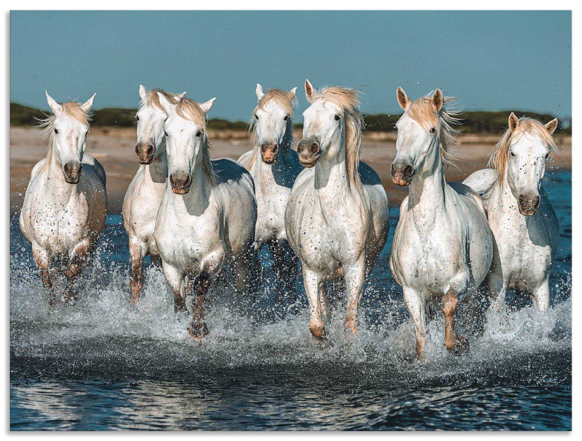 Artland Wandbild »Camargue Pferde galoppieren am Strand«, Haustiere, (1 St.) von Artland