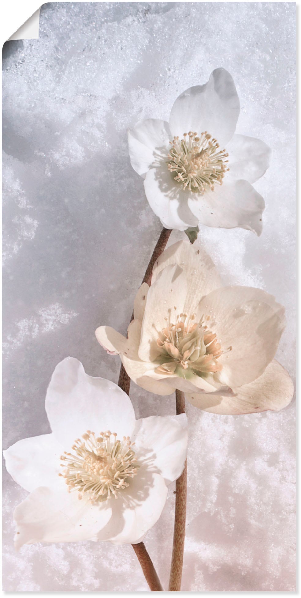 Artland Wandbild »Christrose im Schnee«, Blumen, (1 St.), als Leinwandbild, Poster in verschied. Grössen von Artland