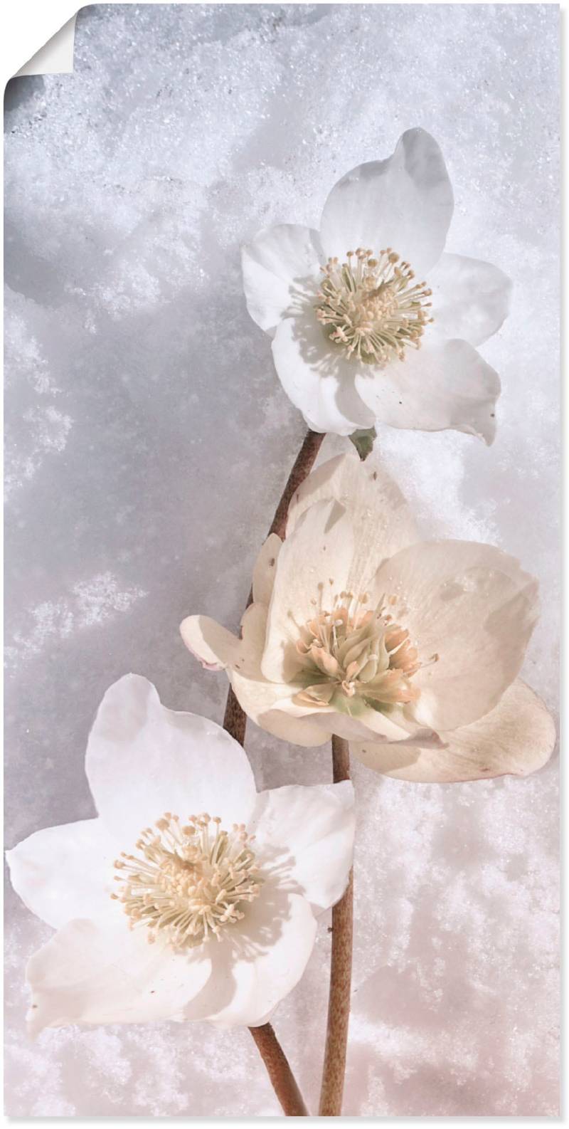 Artland Wandbild »Christrose im Schnee«, Blumen, (1 St.) von Artland