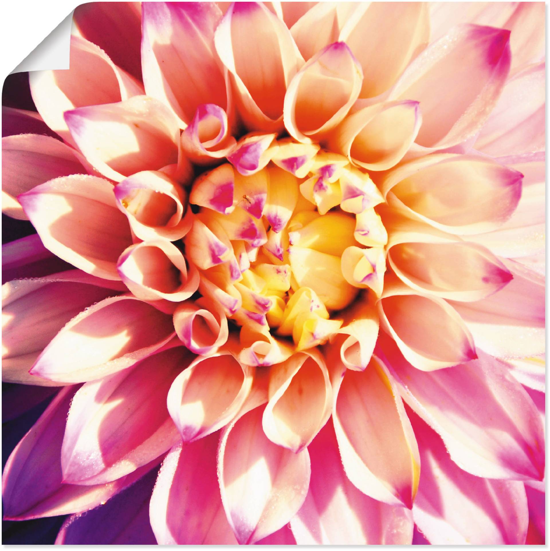 Artland Wandbild »Dahlie«, Blumen, (1 St.), als Leinwandbild, Poster in verschied. Grössen von Artland