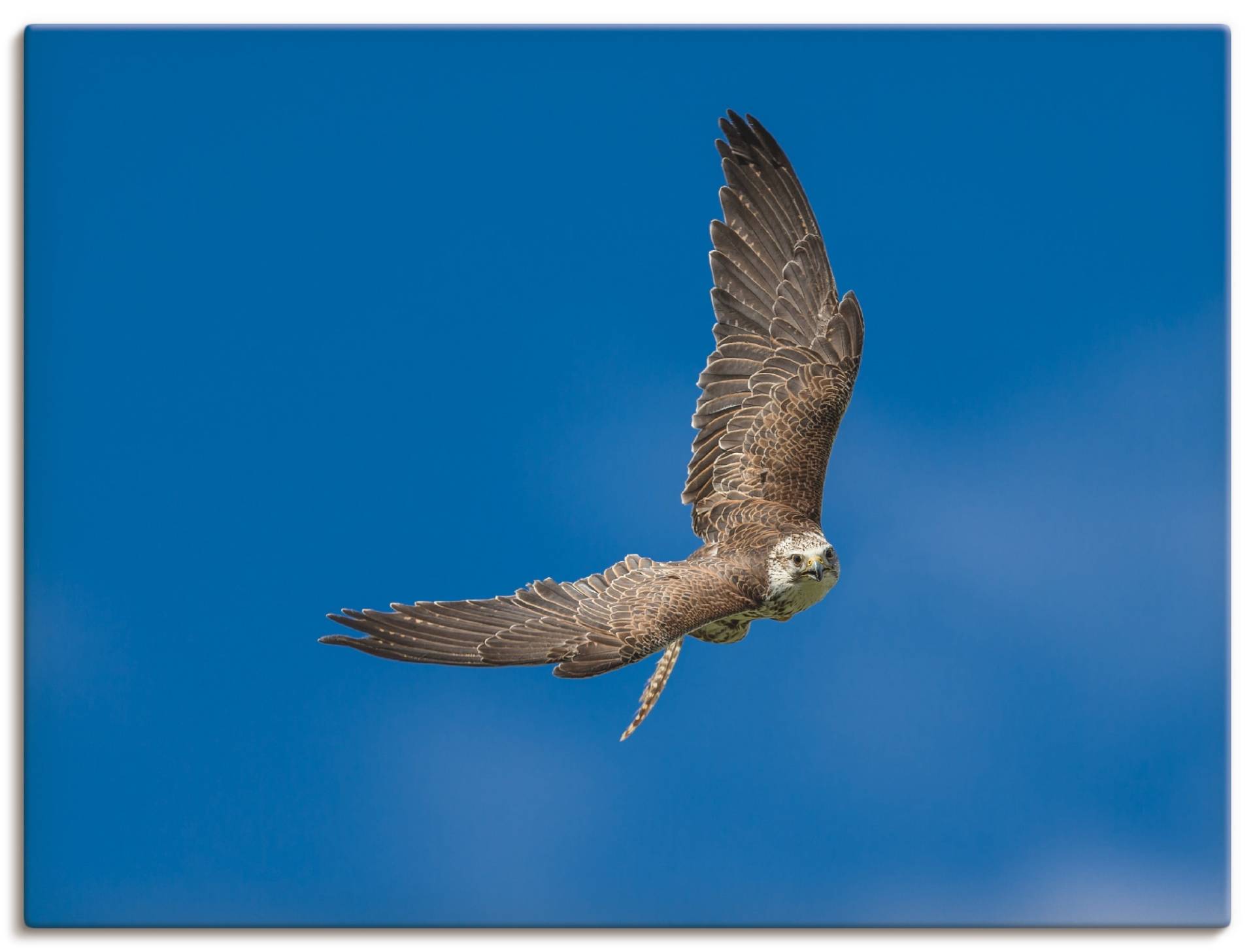 Artland Wandbild »Der Falke«, Vögel, (1 St.) von Artland