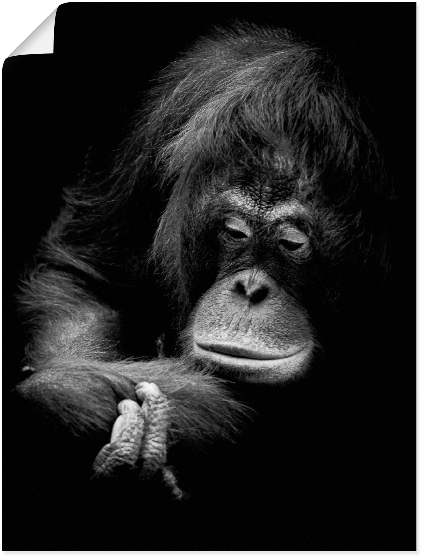 Artland Poster »Der nachdenkliche Orang Utan«, Affenbilder, (1 St.), als Alubild, Leinwandbild, Wandaufkleber oder Poster in versch. Grössen von Artland