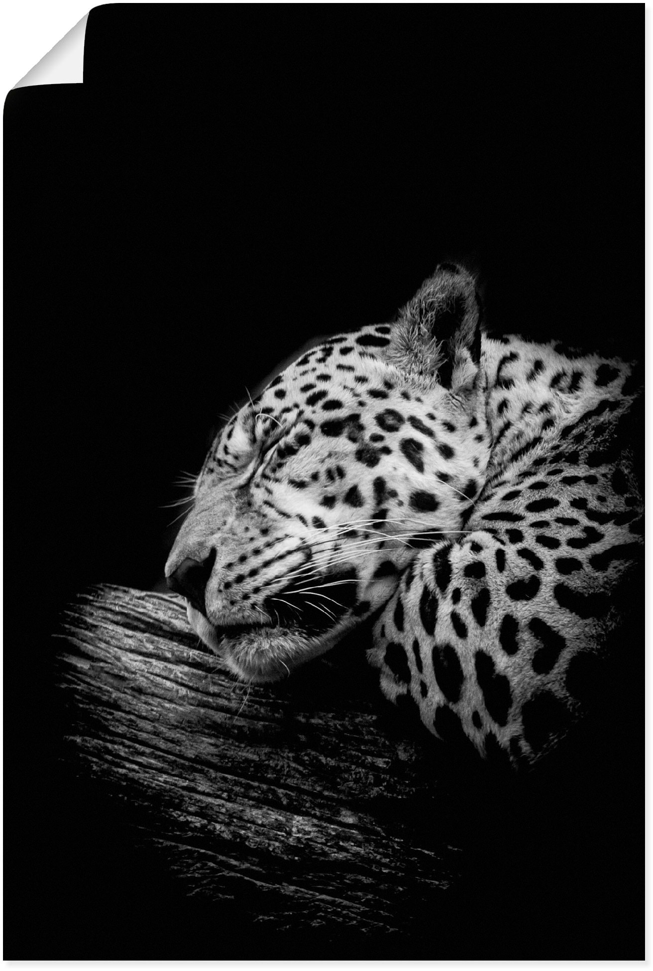 Artland Wandbild »Der schlafende Jaguar«, Wildtiere, (1 St.) von Artland