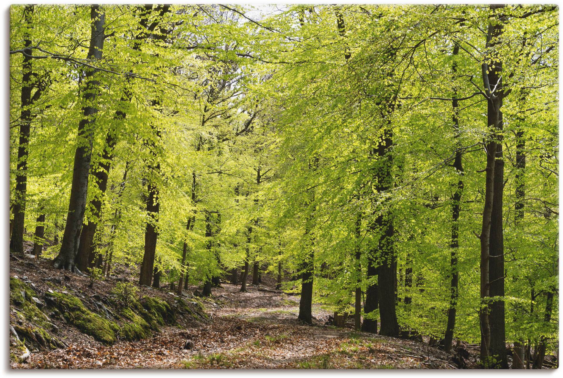 Artland Wandbild »Die Buchen im Frühling«, Wald, (1 St.) von Artland