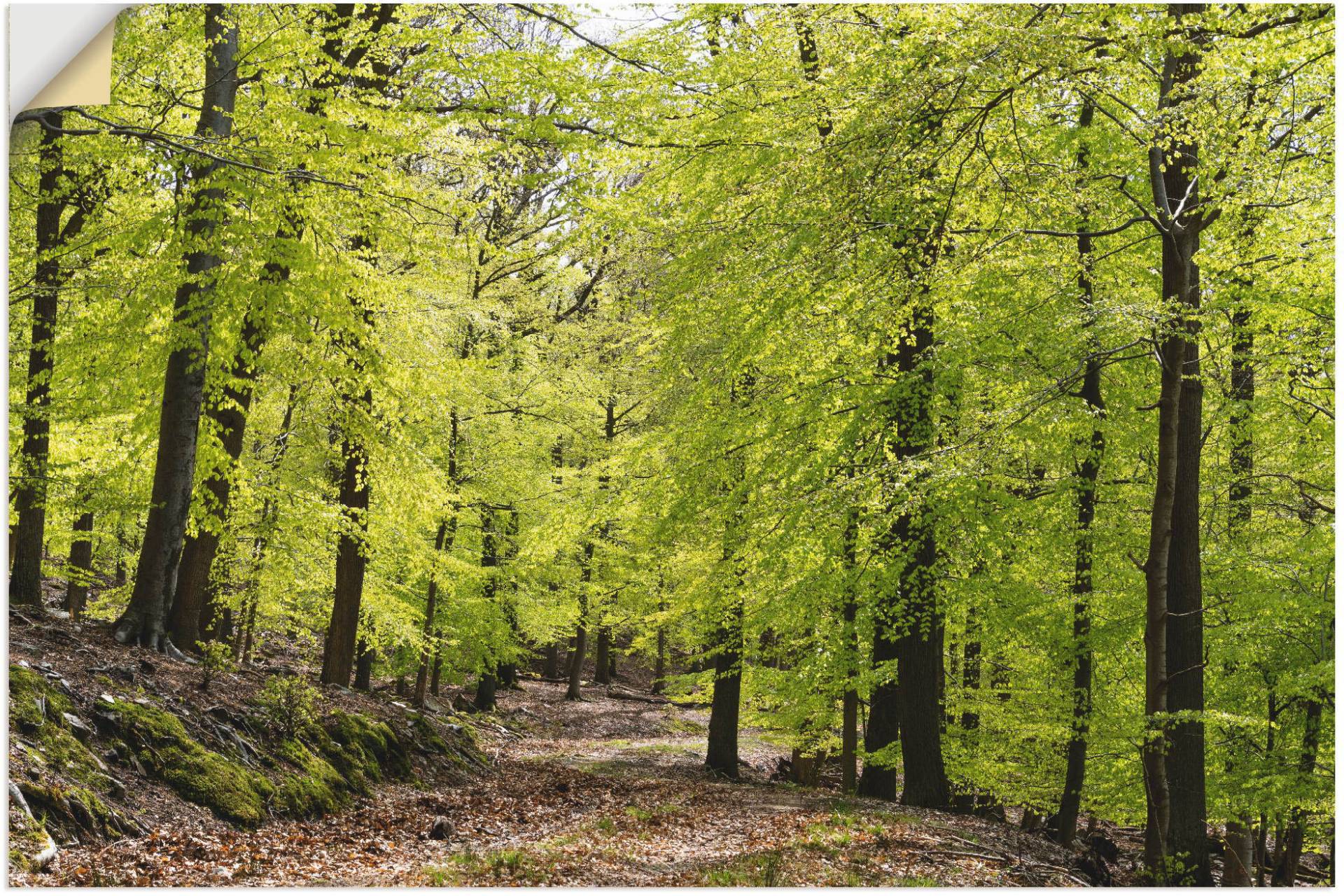 Artland Wandbild »Die Buchen im Frühling«, Wald, (1 St.) von Artland