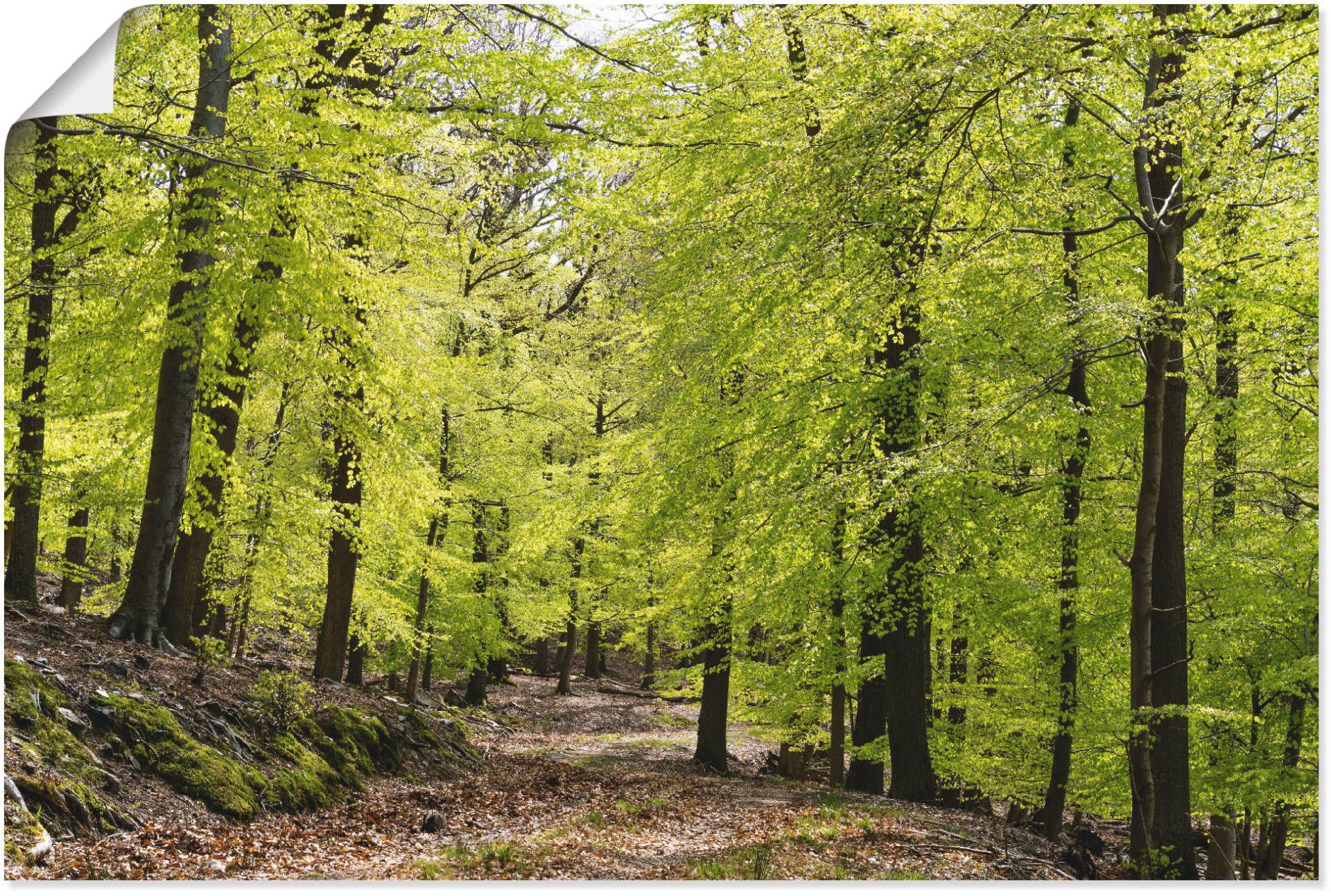 Artland Wandbild »Die Buchen im Frühling«, Wald, (1 St.) von Artland