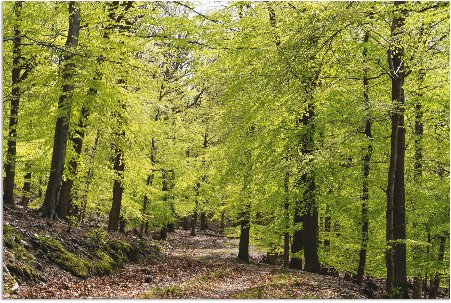 Artland Wandbild »Die Buchen im Frühling«, Wald, (1 St.), als Alubild, Outdoorbild, Leinwandbild, Poster, Wandaufkleber Artland Wandbild »Die Buchen im Frühling«, Wald, (1 St.), als Alubild, Outdoorbild, Leinwandbild, Poster, Wandaufkleber von Artland