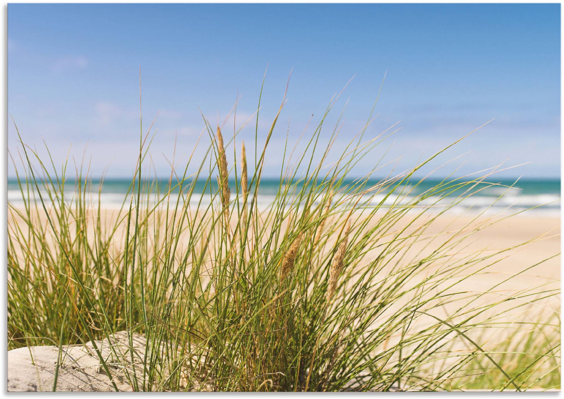 Artland Wandbild »Dünengras«, Strand, (1 St.) von Artland