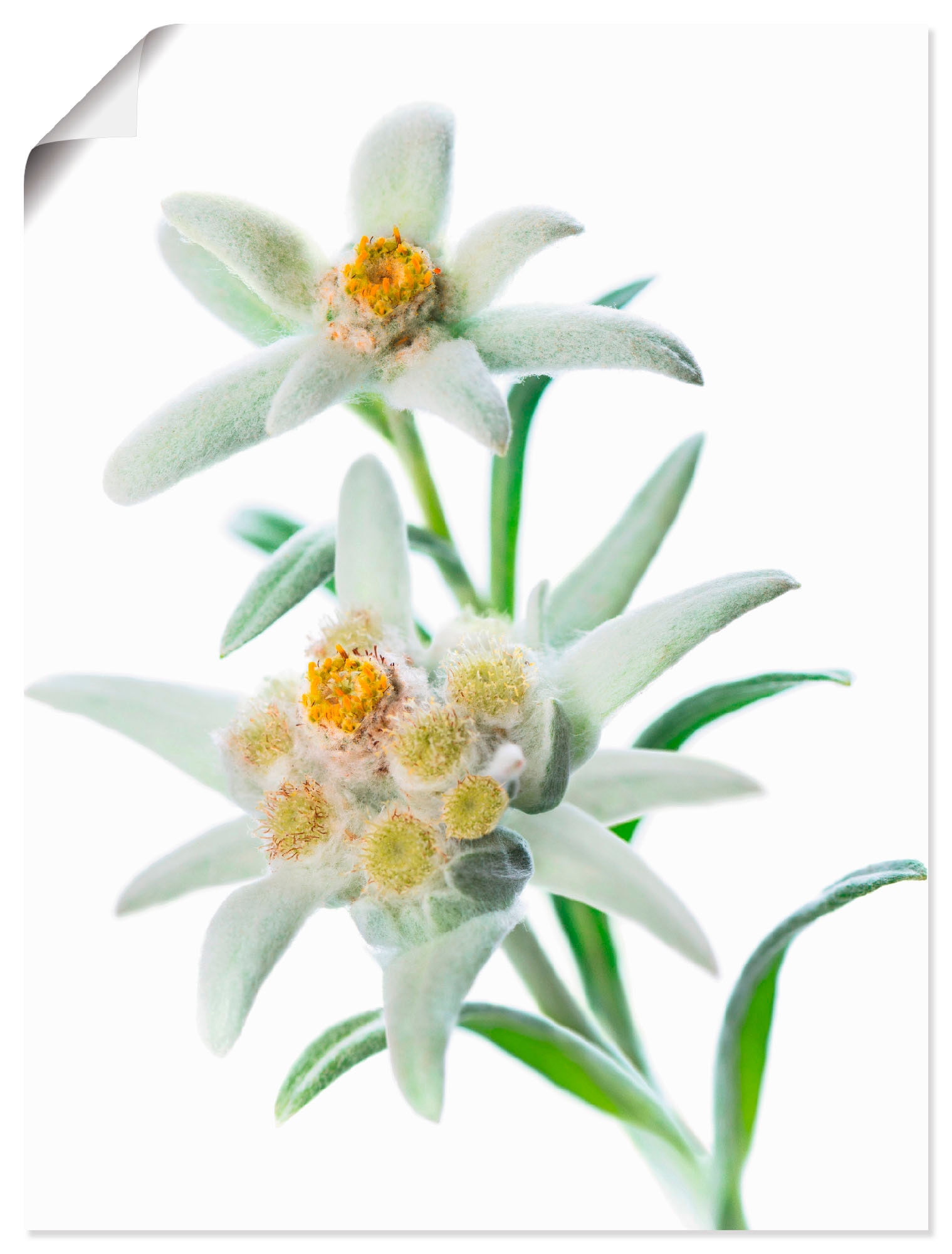 Artland Wandbild »Edelweiss«, Blumen, (1 St.) von Artland
