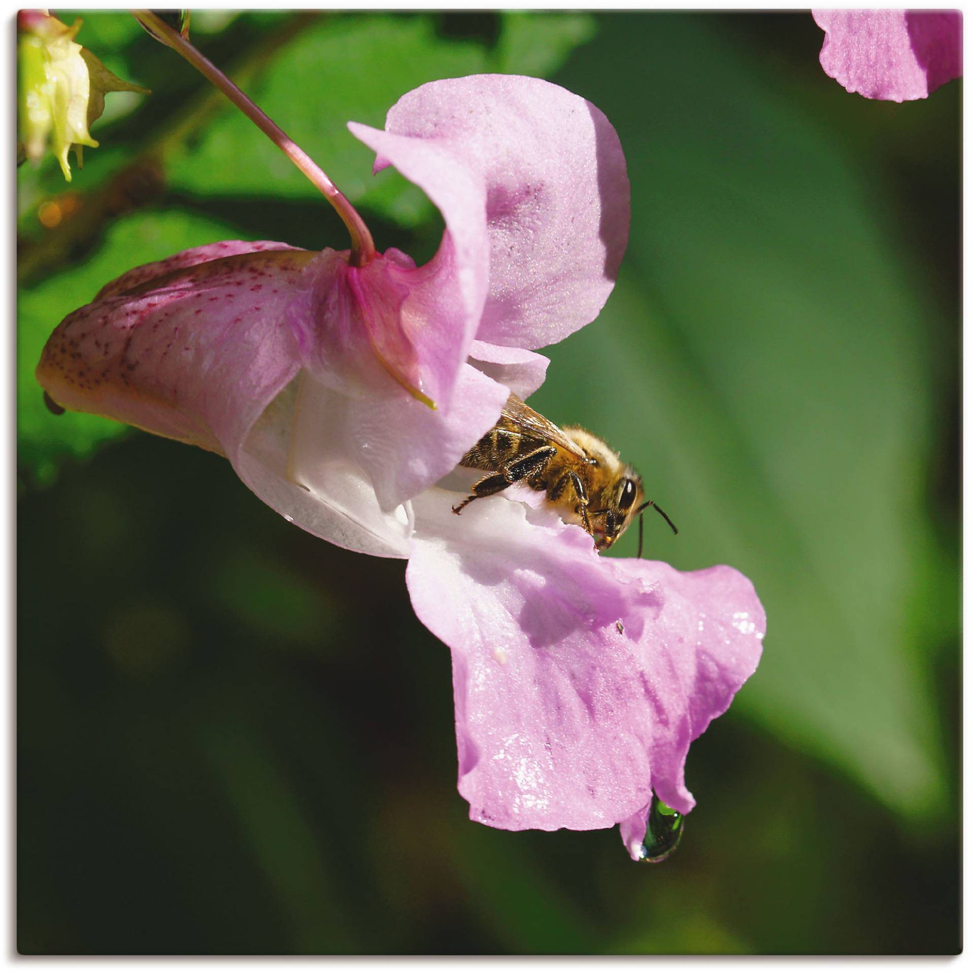 Artland Wandbild »Eine Biene besucht eine grosse Blüte«, Insekten, (1 St.), als Alubild, Leinwandbild, Wandaufkleber oder Poster in versch. Grössen von Artland