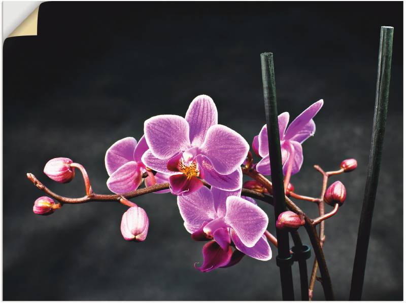 Artland Wandbild »Eine Orchidee vor schwarzem Hintergrund«, Blumen, (1 St.) von Artland