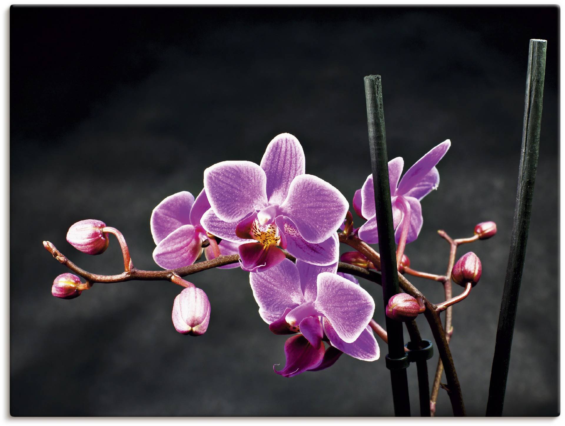 Artland Wandbild »Eine Orchidee vor schwarzem Hintergrund«, Blumen, (1 St.) von Artland