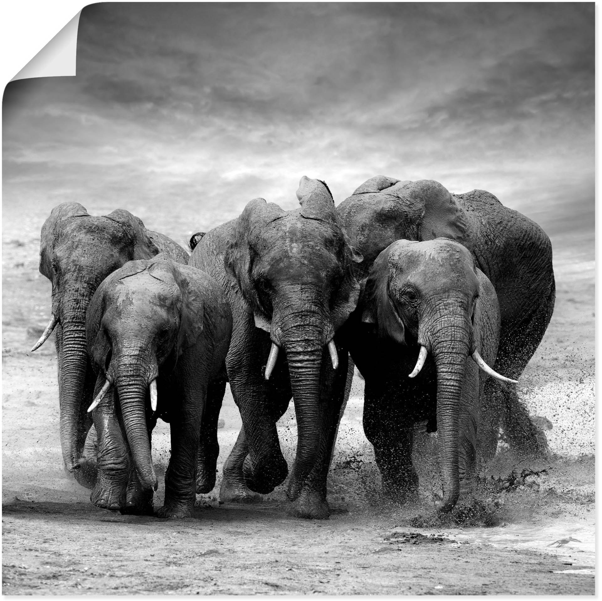 Artland Wandbild »Elefanten«, Wildtiere, (1 St.), als Leinwandbild, Poster, Wandaufkleber in verschied. Grössen Artland Wandbild »Elefanten«, Wildtiere, (1 St.), als Leinwandbild, Poster, Wandaufkleber in verschied. Grössen von Artland