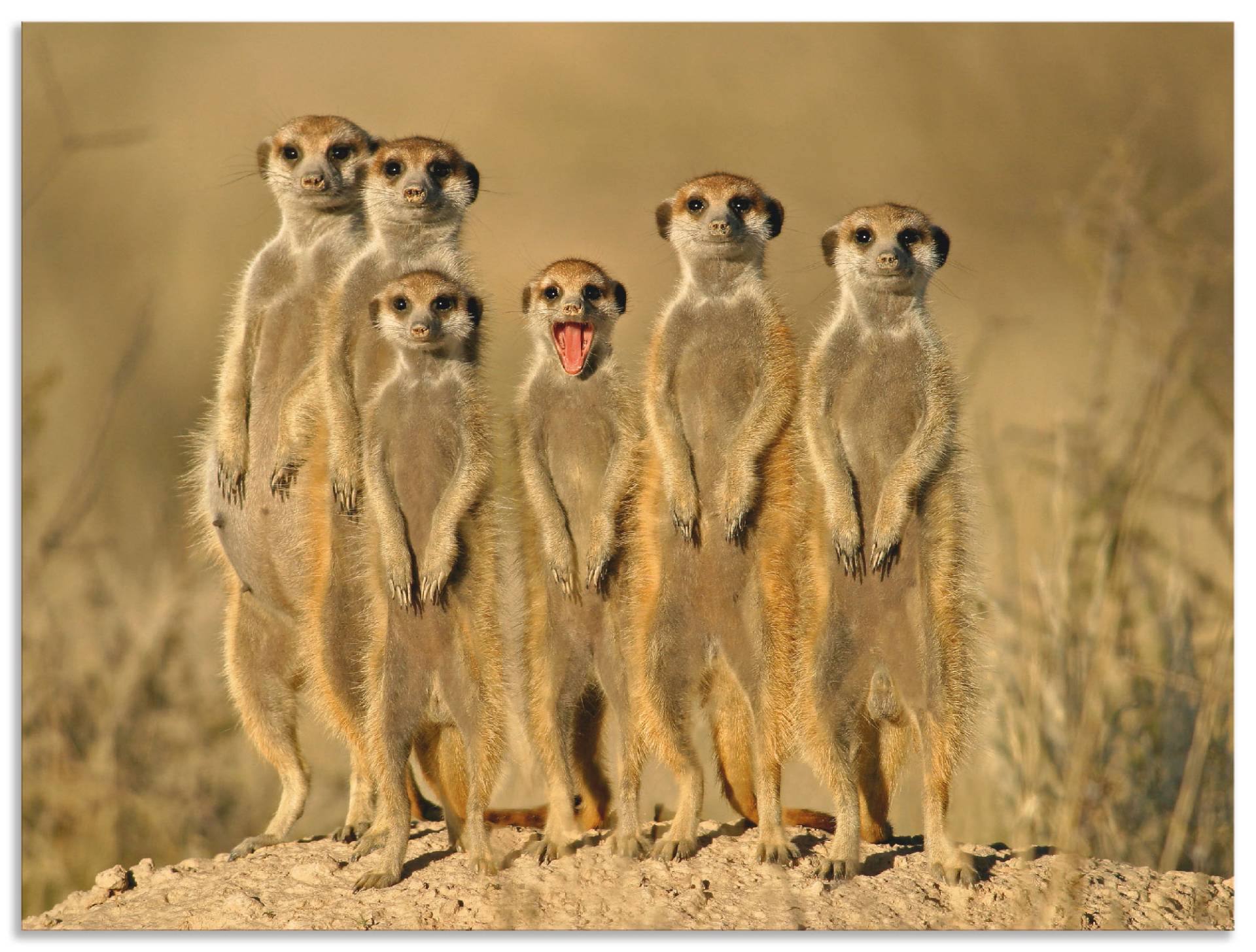 Artland Wandbild »Erdmännchen Familie«, Wildtiere, (1 St.), als Alubild, Outdoorbild, Leinwandbild, Poster, Wandaufkleber von Artland