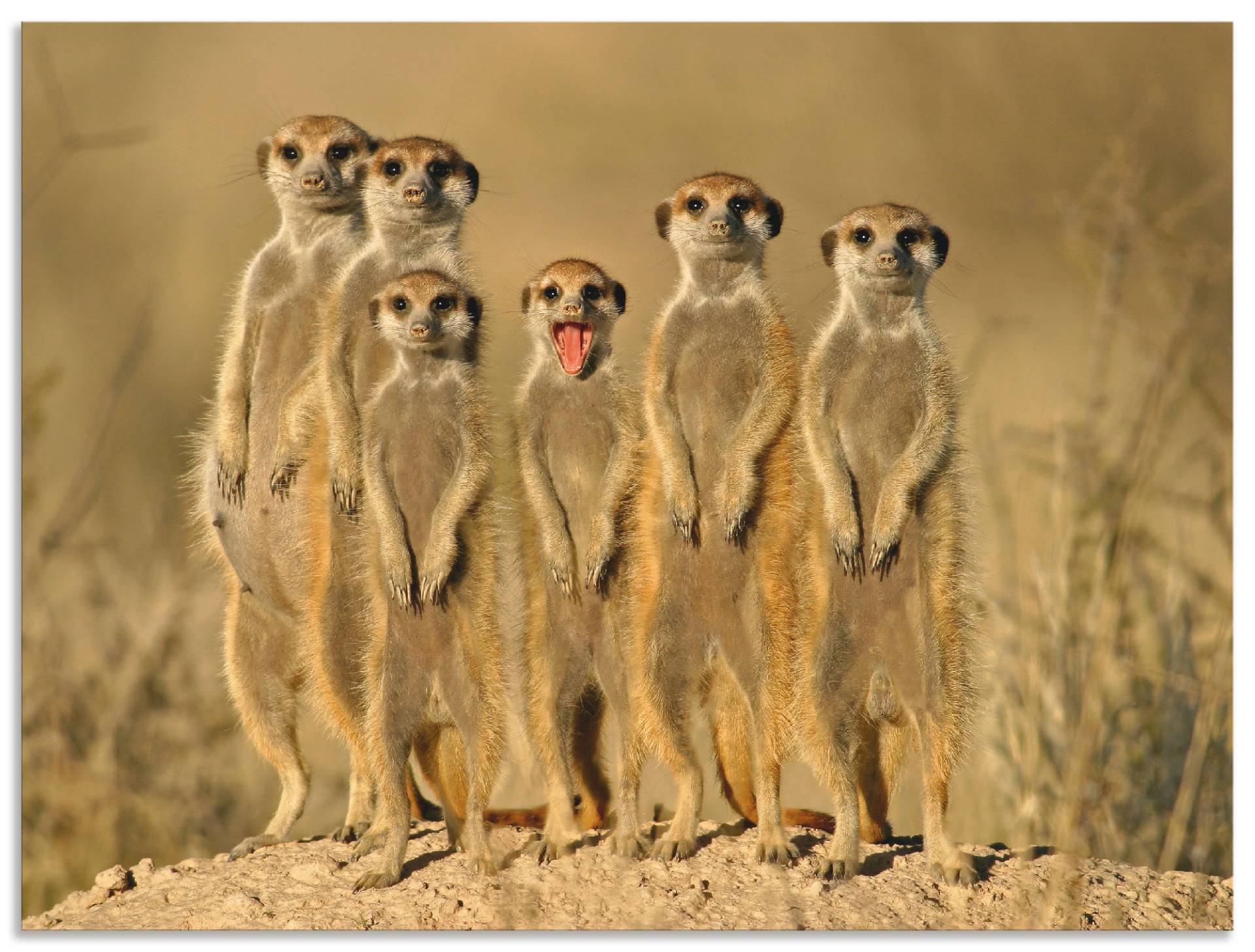 Artland Wandbild »Erdmännchen Familie«, Wildtiere, (1 St.) von Artland