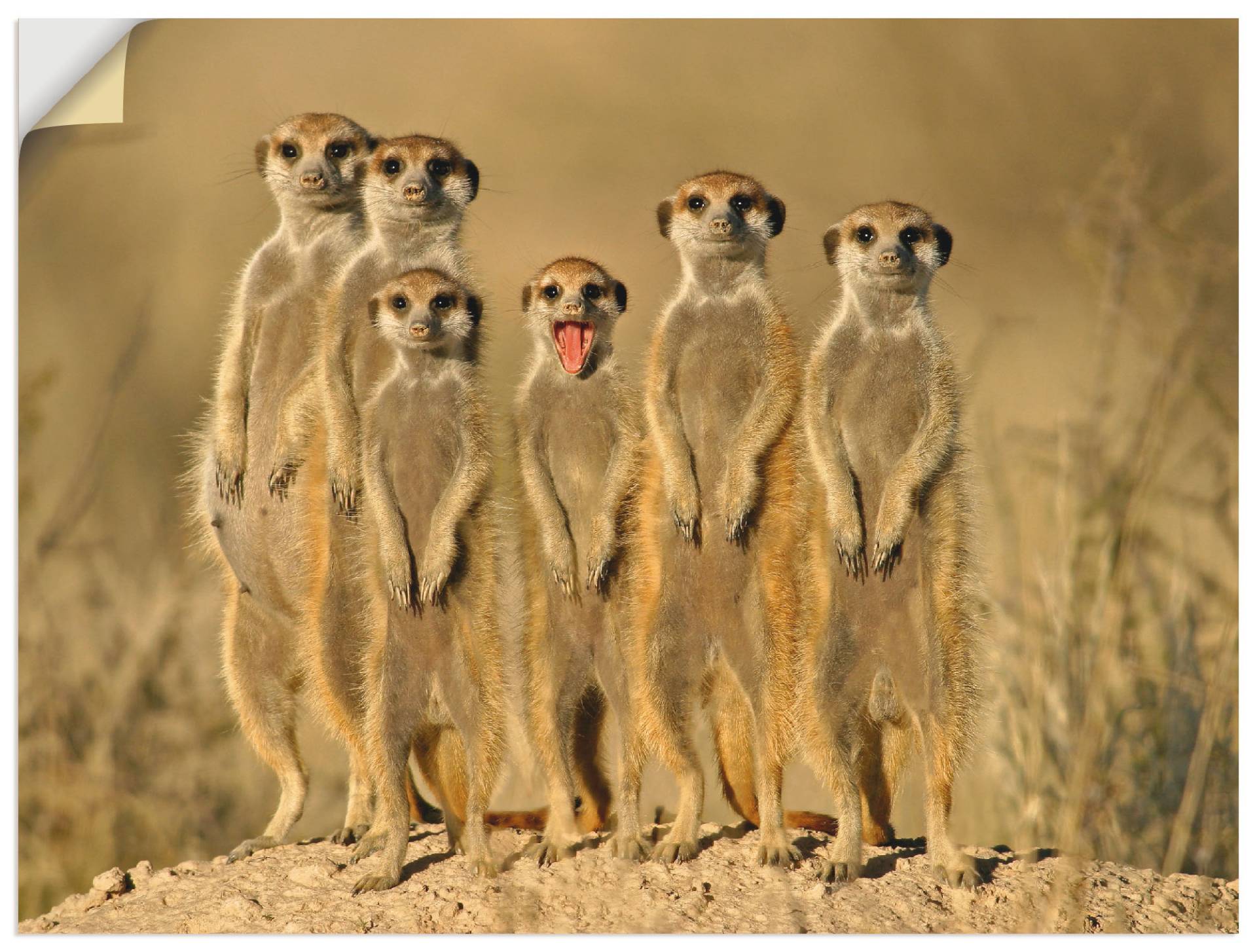 Artland Wandbild »Erdmännchen Familie«, Wildtiere, (1 St.), als Alubild, Outdoorbild, Leinwandbild, Poster, Wandaufkleber von Artland