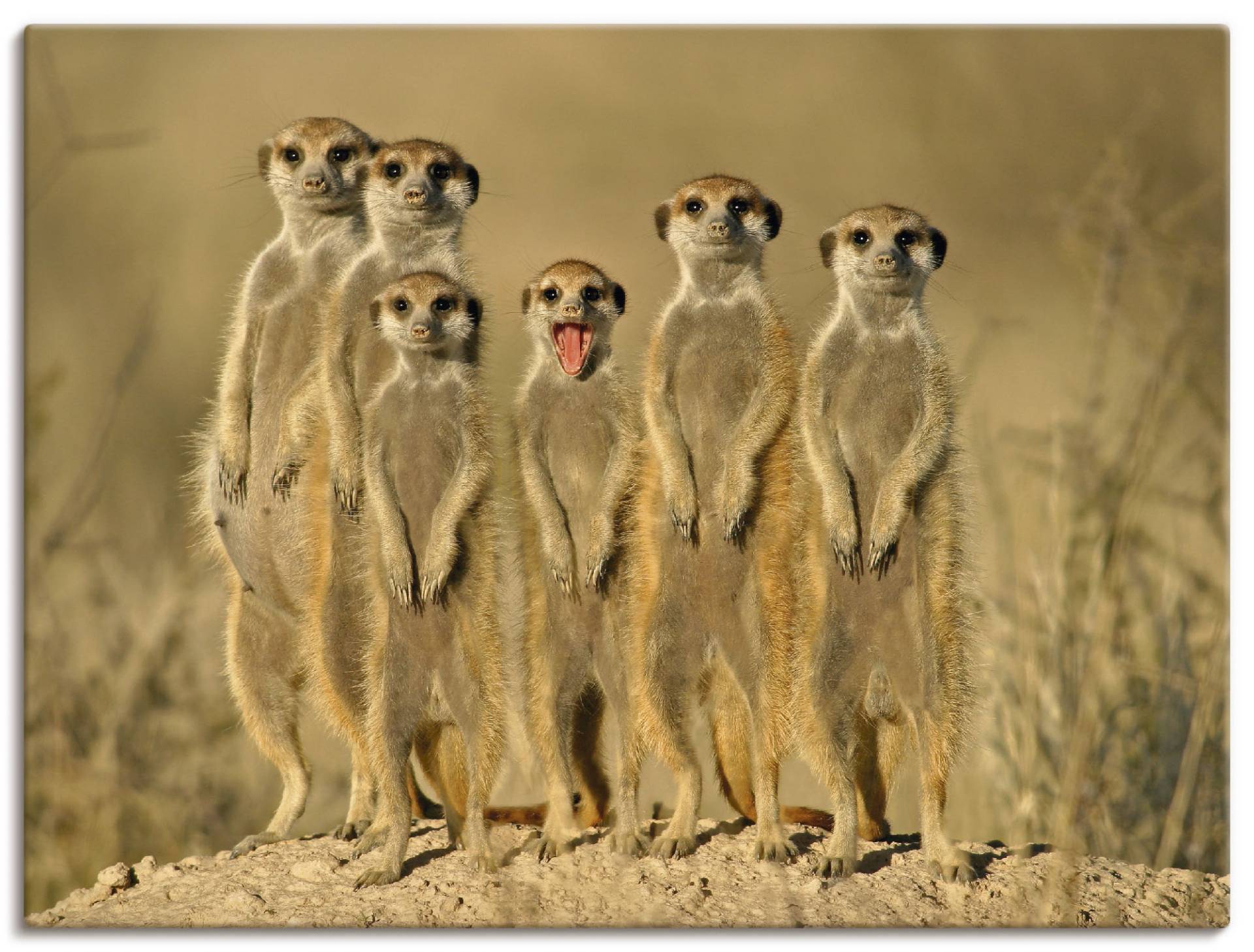 Artland Wandbild »Erdmännchen Familie«, Wildtiere, (1 St.) von Artland