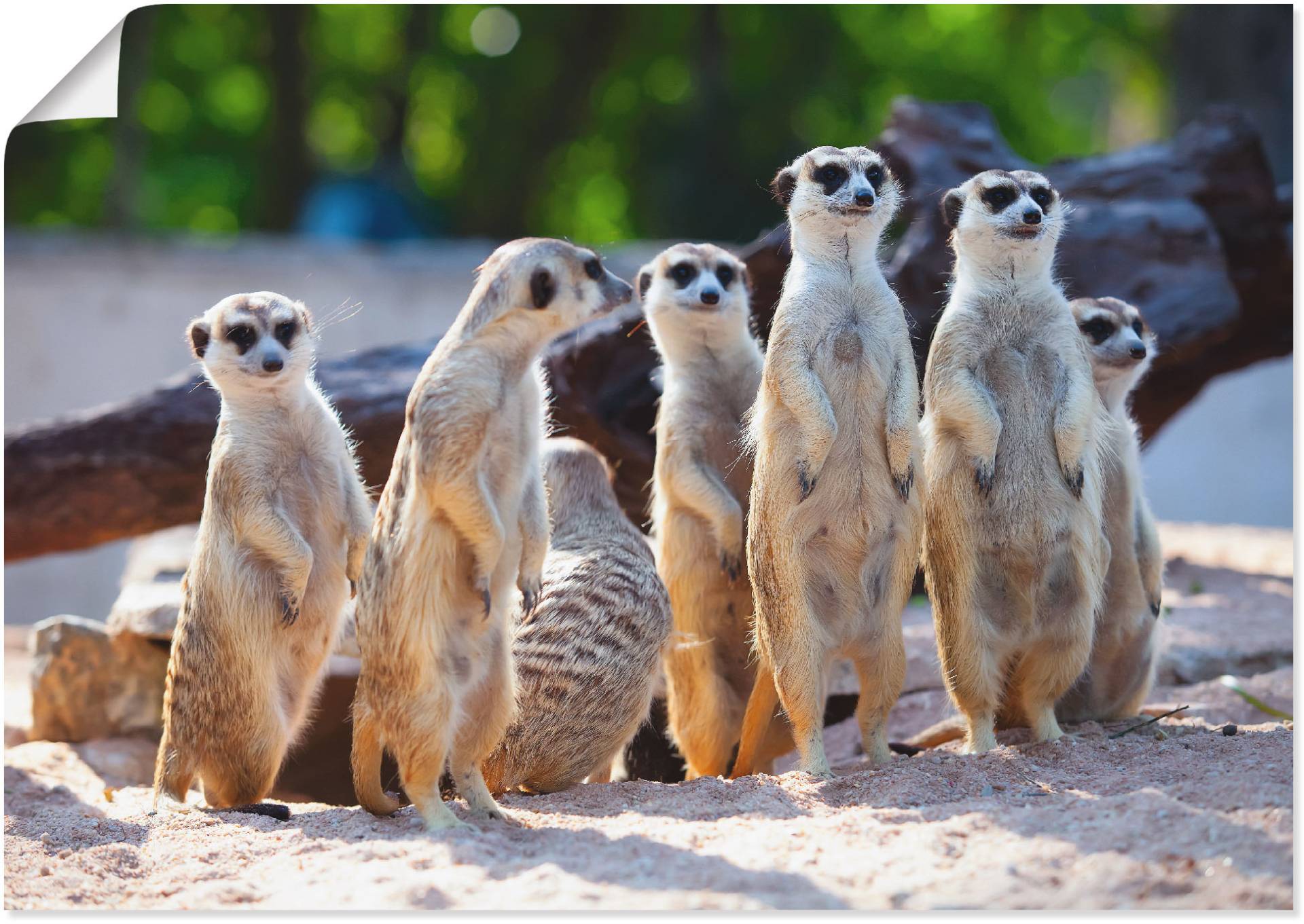 Artland Wandbild »Erdmännchenfamilie«, Wildtiere, (1 St.), als Poster, Wandaufkleber in verschied. Grössen Artland Wandbild »Erdmännchenfamilie«, Wildtiere, (1 St.), als Poster, Wandaufkleber in verschied. Grössen von Artland