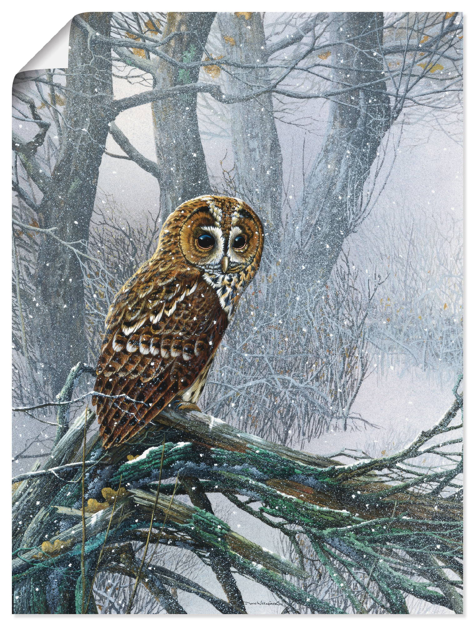 Artland Wandbild »Eule in verschneitem Wald«, Vögel, (1 St.) von Artland
