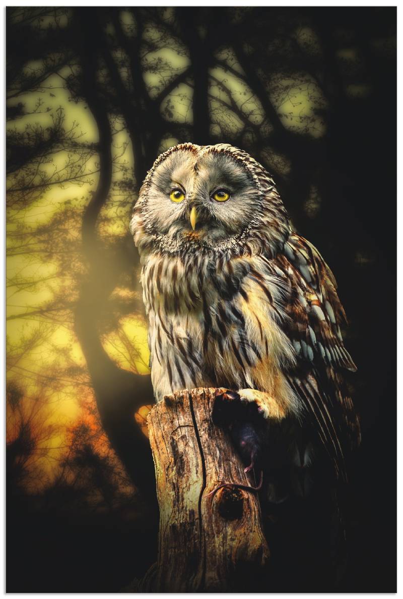 Artland Wandbild »Eule«, Vögel, (1 St.), als Alubild, Outdoorbild, Leinwandbild, Poster in verschied. Grössen von Artland